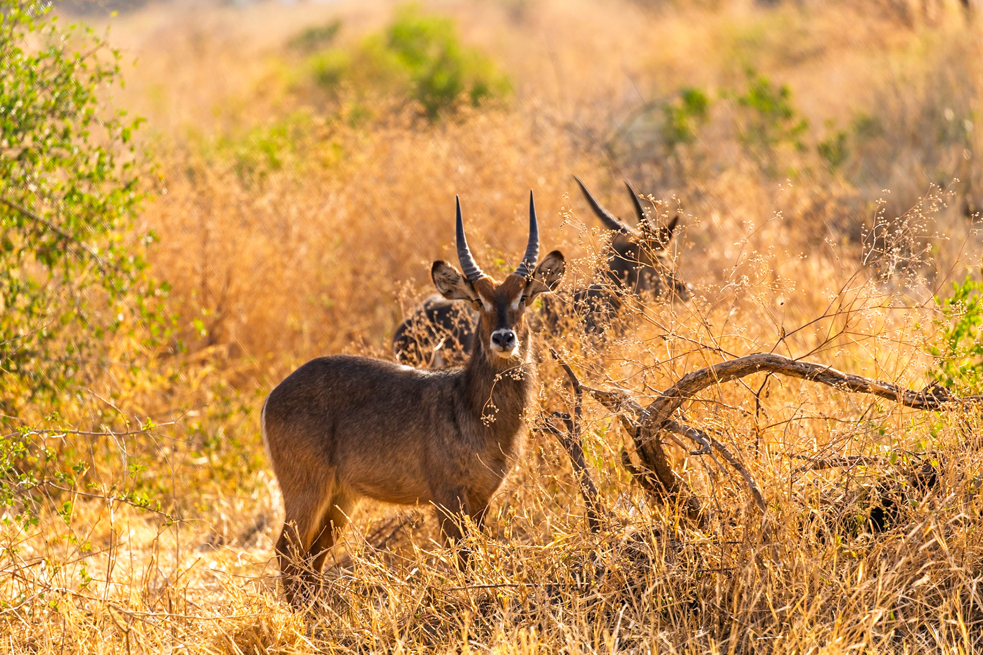 A waterbuck stands alert in Tarangire National Park, Tanzania, blending with the golden grasses, showcasing wildlife in its natural habitat.