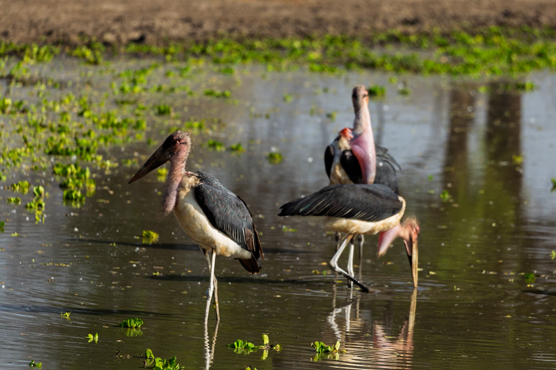 Marabou Storks wade in Tarangire National Park, Tanzania, foraging for food in the shallow water.