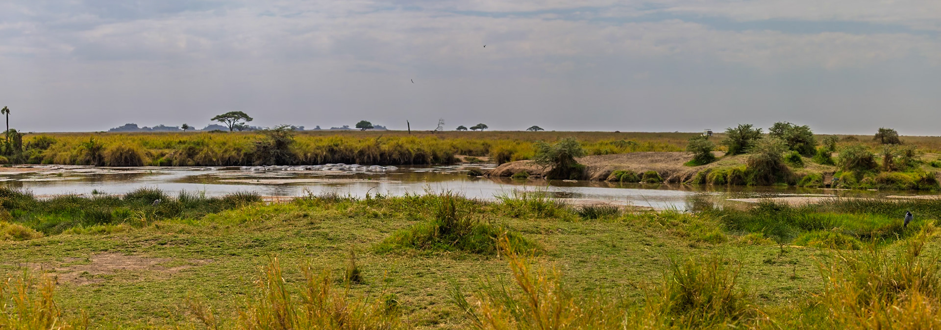 A pod of hippos cools off in a watering hole in Tanzania's Serengeti National Park. They submerge to regulate body temperature.
