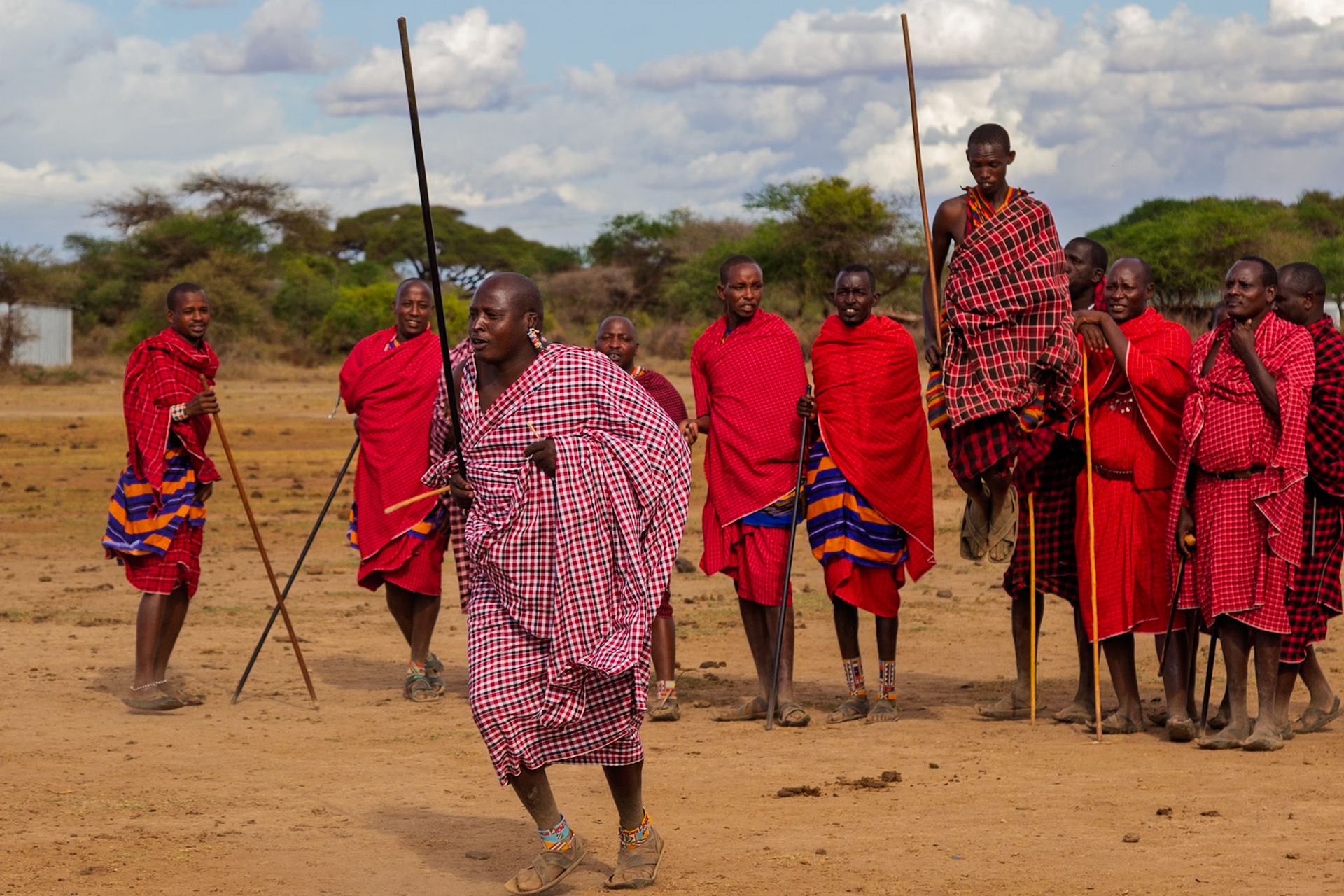 Maasai men in Kenya perform a traditional dance, wearing colorful shukas and carrying rungu sticks, celebrating their culture.