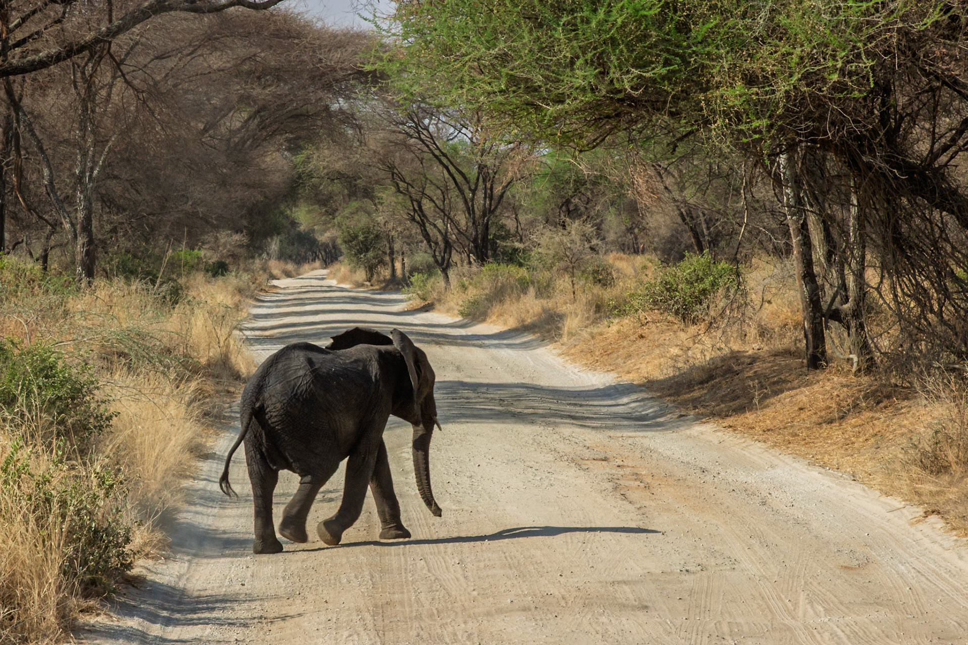 An elephant calf crosses a dirt road in Tarangire National Park, Tanzania, likely searching for its family or a water source.