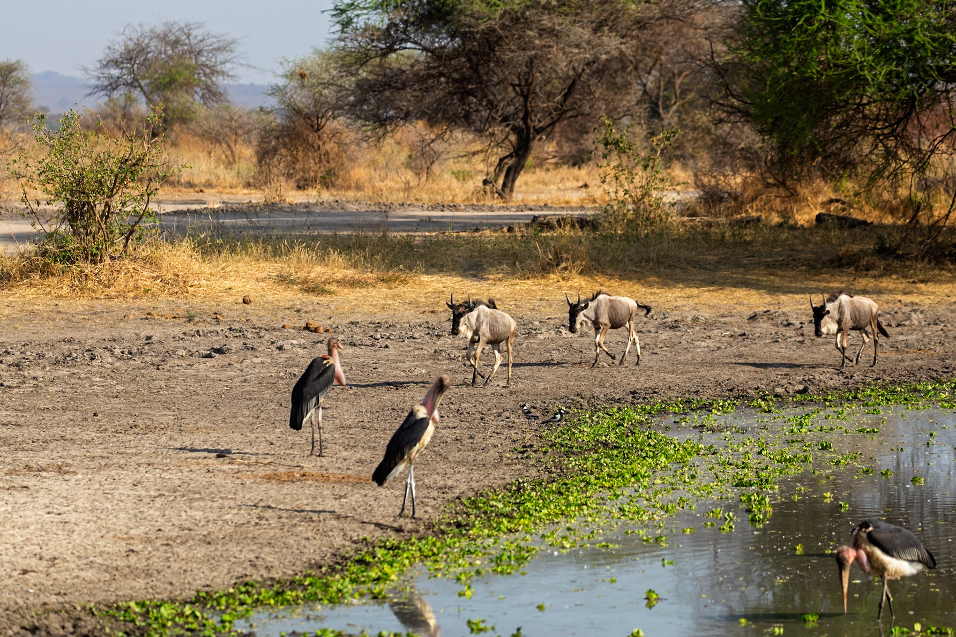 Wildebeest approach a watering hole in Tarangire National Park, Tanzania, while Marabou Storks stand nearby.