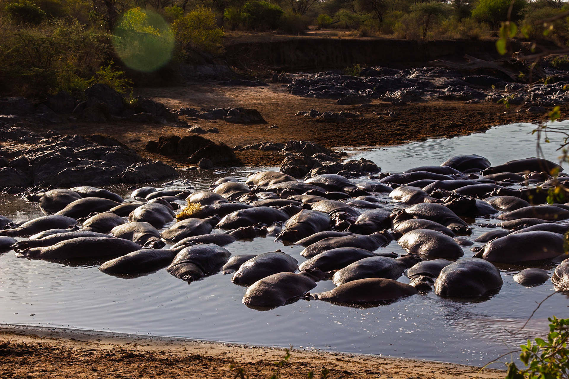 A bloat of hippos congregates in a watering hole in Tanzania's Serengeti National Park to stay cool and hydrated.