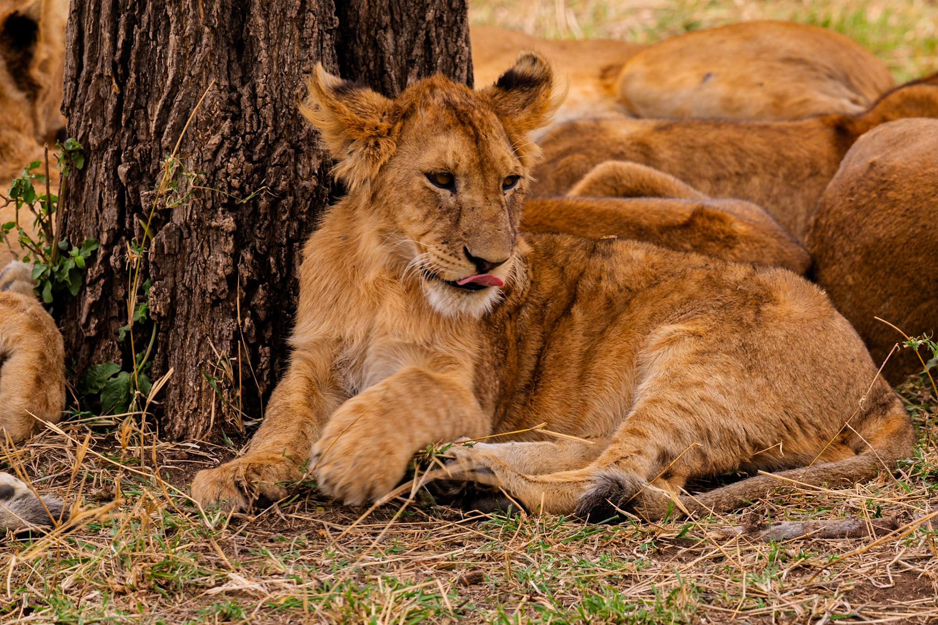 A lion cub rests by a tree in Tanzania's Serengeti National Park, sticking its tongue out while the rest of the pride sleeps.