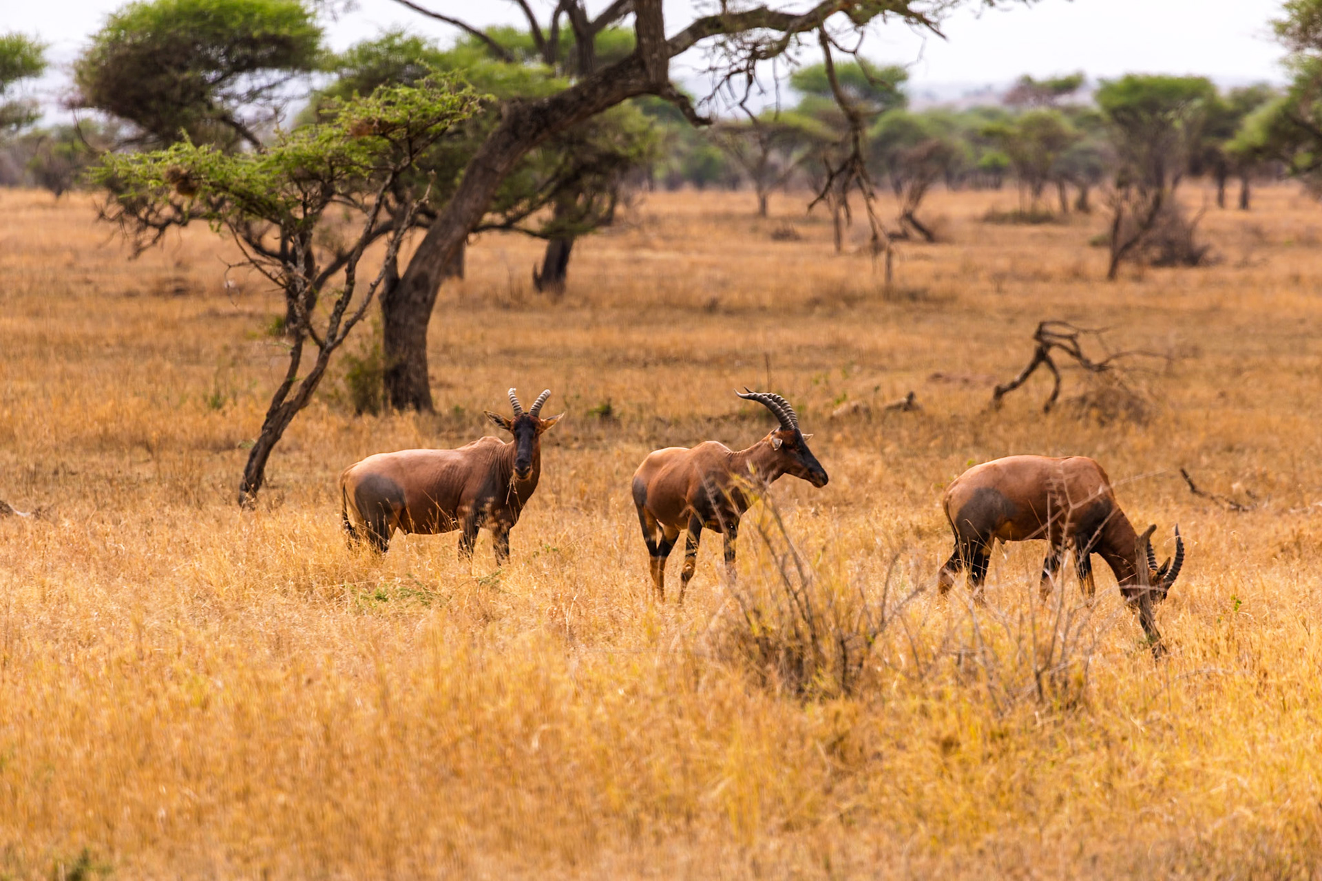 Three Topi graze in Serengeti National Park, Tanzania. They are eating to survive in their natural habitat.