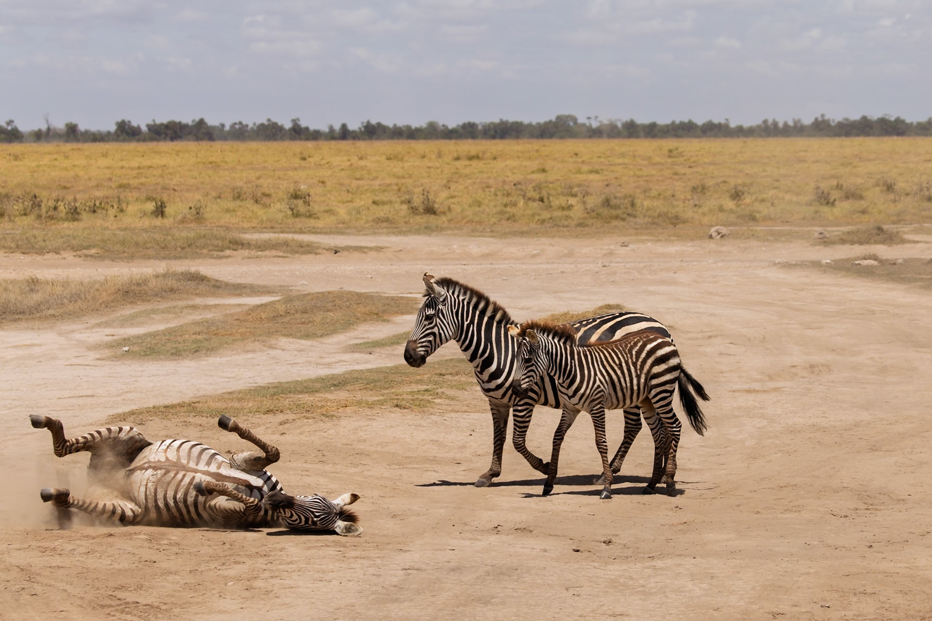 A zebra rolls in the dirt while two others stand nearby in Kenya's Amboseli National Park. Zebras roll to groom and relieve skin irritation.