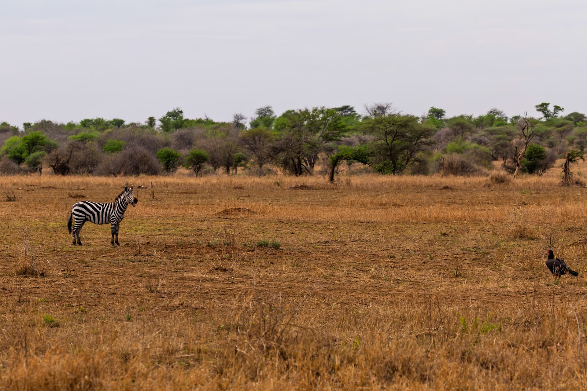 A zebra and a bird stand in the Serengeti National Park, Tanzania, grazing in the tall, dry grass.