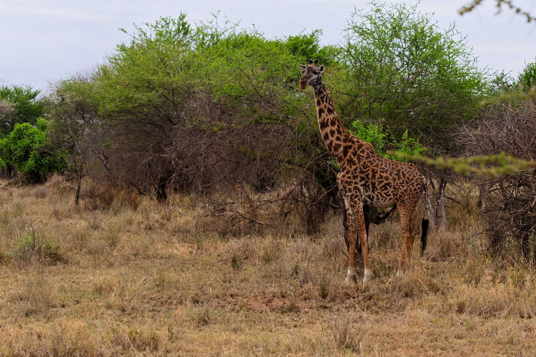 A giraffe stands tall in Serengeti National Park, Tanzania, browsing on the lush green trees, a typical day for this gentle giant.