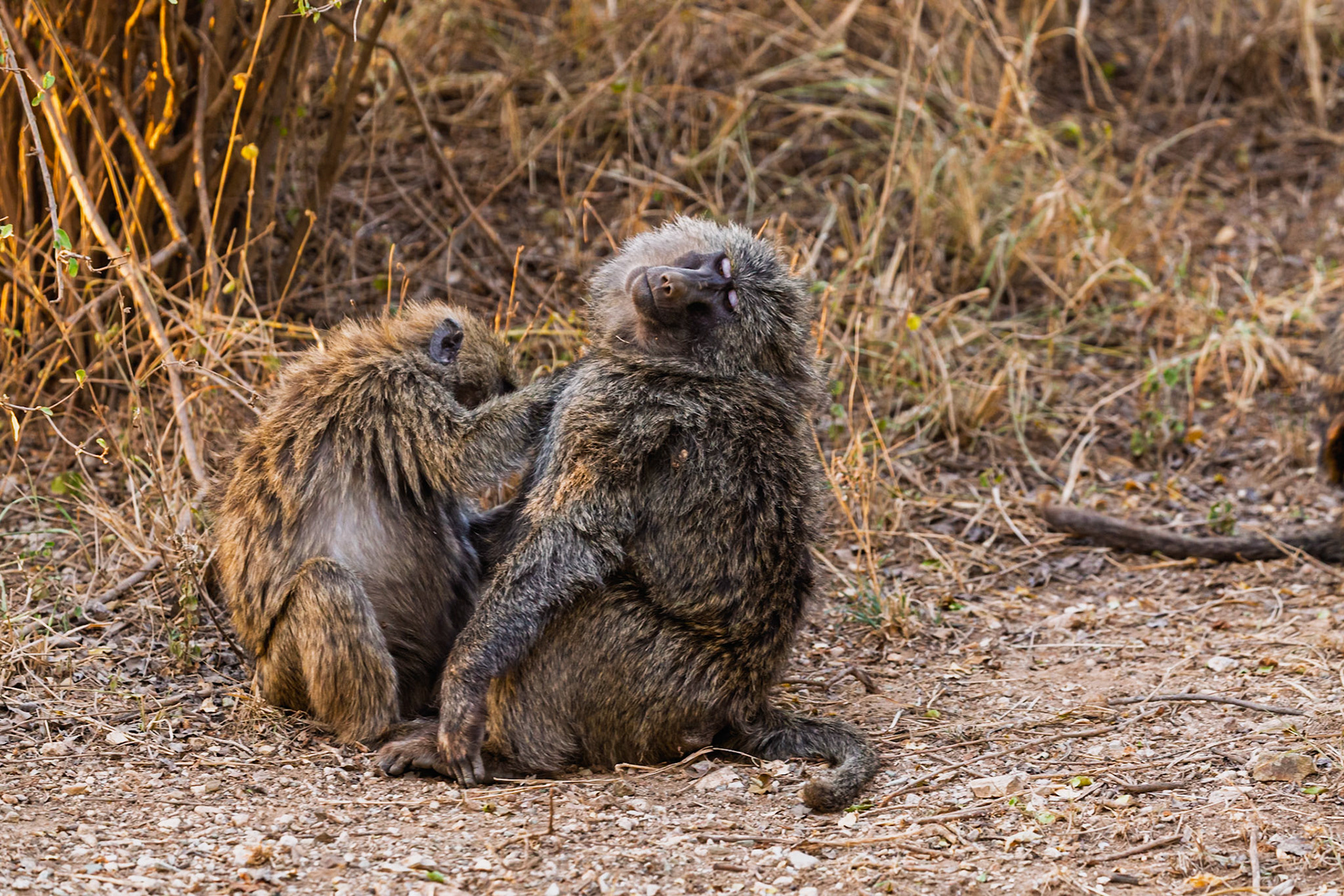Two baboons in Serengeti National Park, Tanzania. One grooms the other, removing parasites and strengthening their bond.