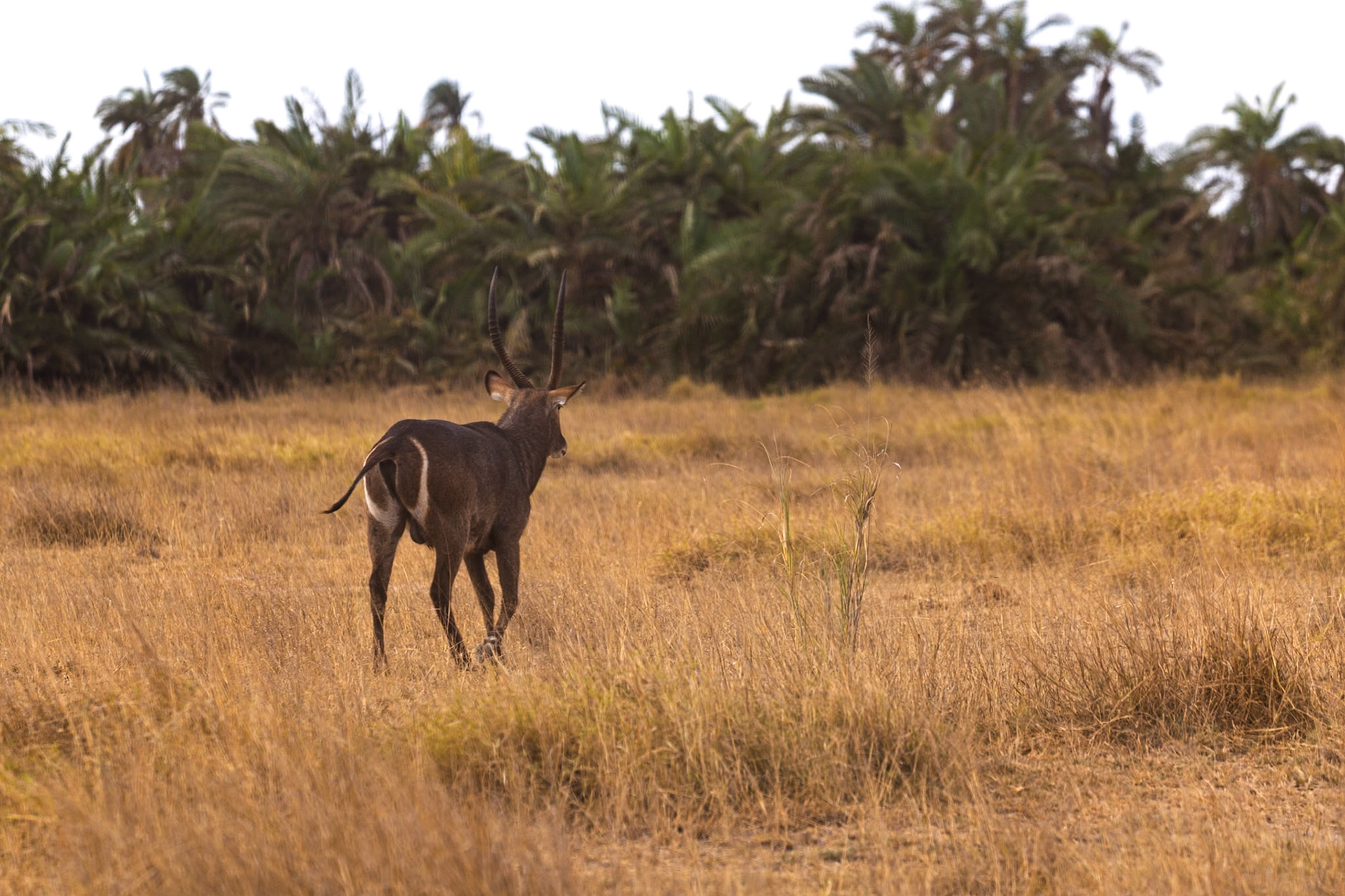A male Waterbuck walks through the tall grasses of Amboseli National Park in Kenya, likely searching for food or a mate.