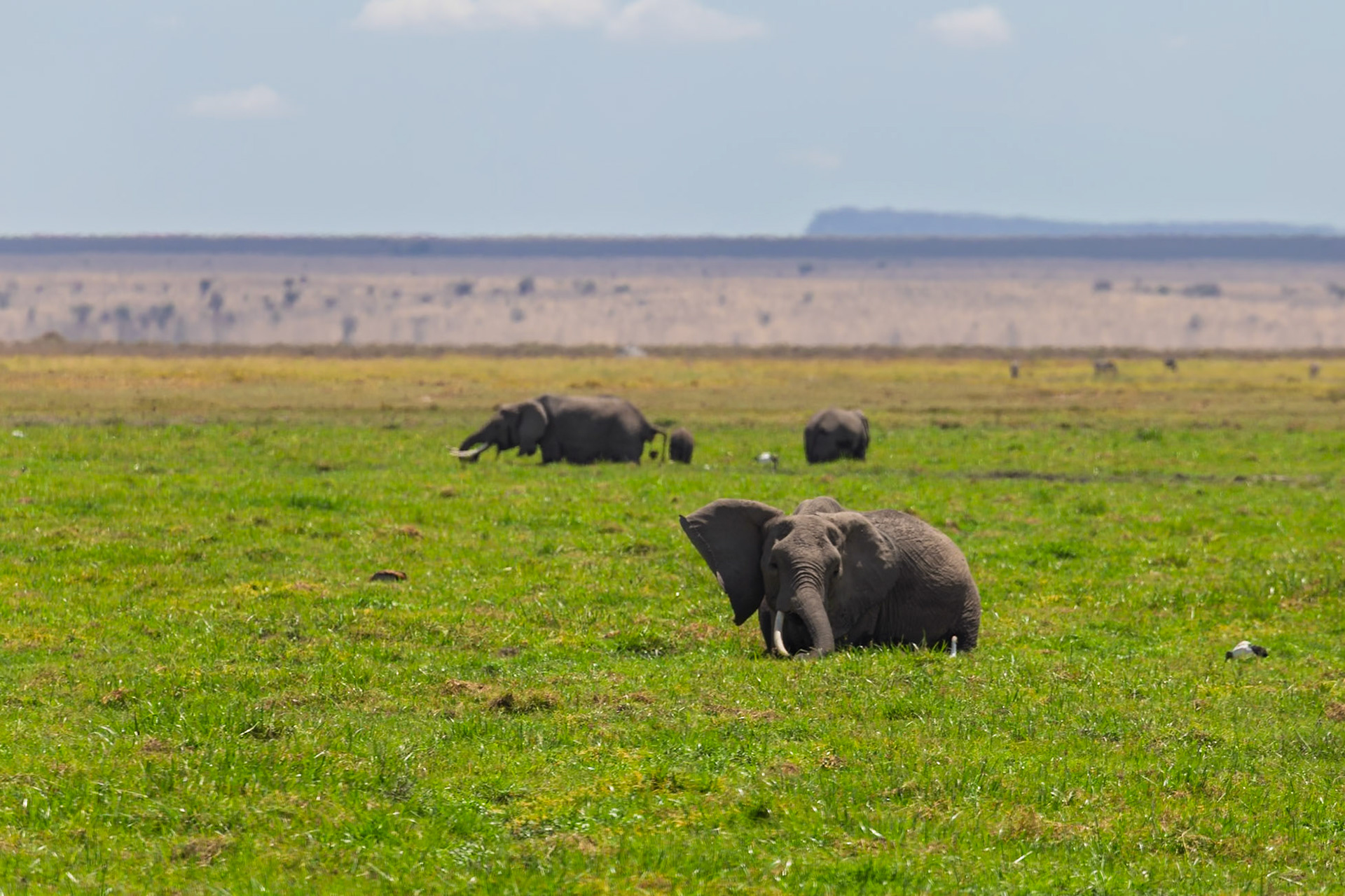 Elephants graze in Amboseli National Park, Kenya. One rests, ears flared, while others feed in the background.