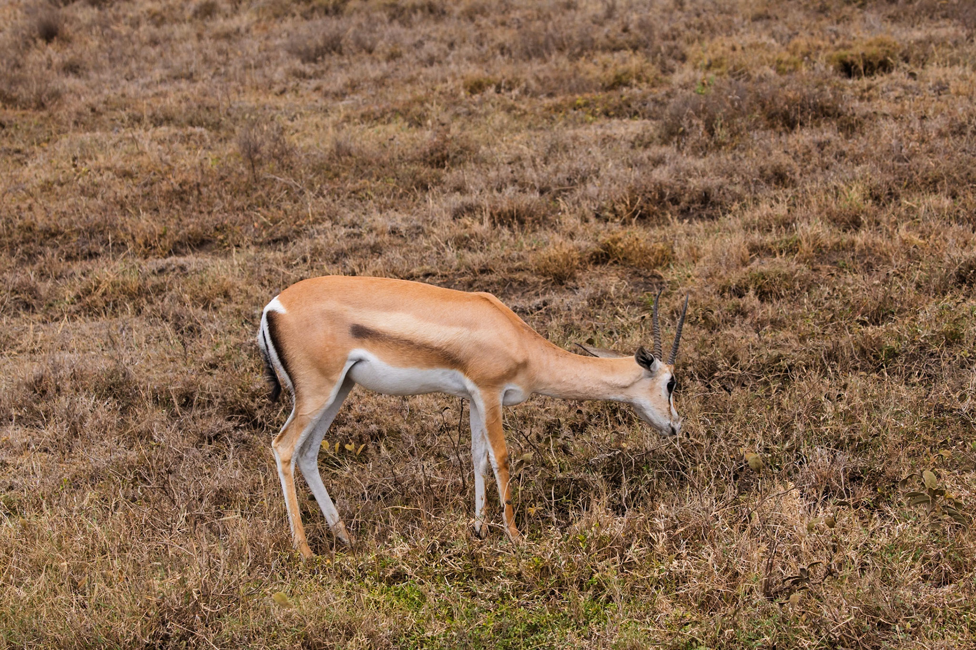 A Thomson's gazelle grazes in the Serengeti National Park, Tanzania. It's eating to survive in its natural habitat.