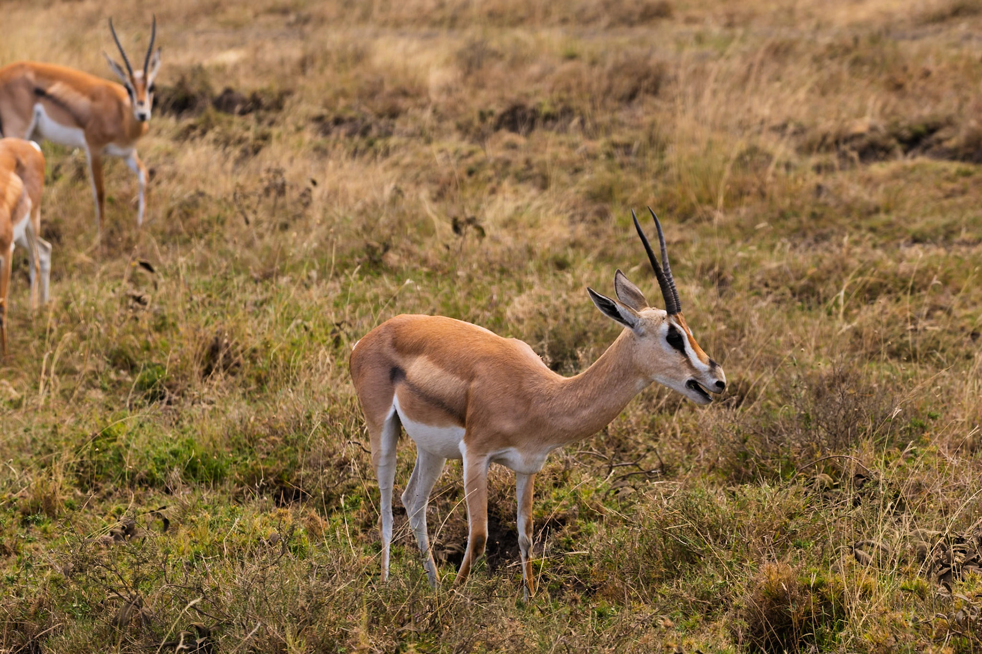 A Thomson's gazelle grazes in Serengeti National Park, Tanzania. They eat short grasses and shoots to survive.