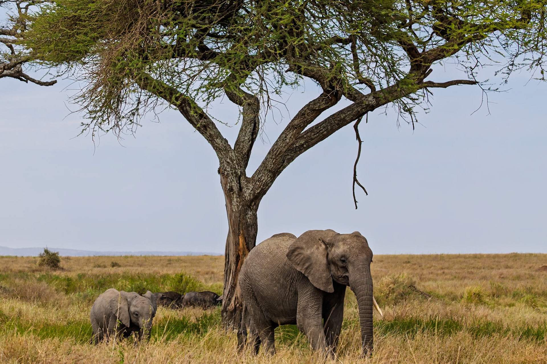 An elephant family seeks shade under a tree in Tanzania's Serengeti National Park, escaping the sun.