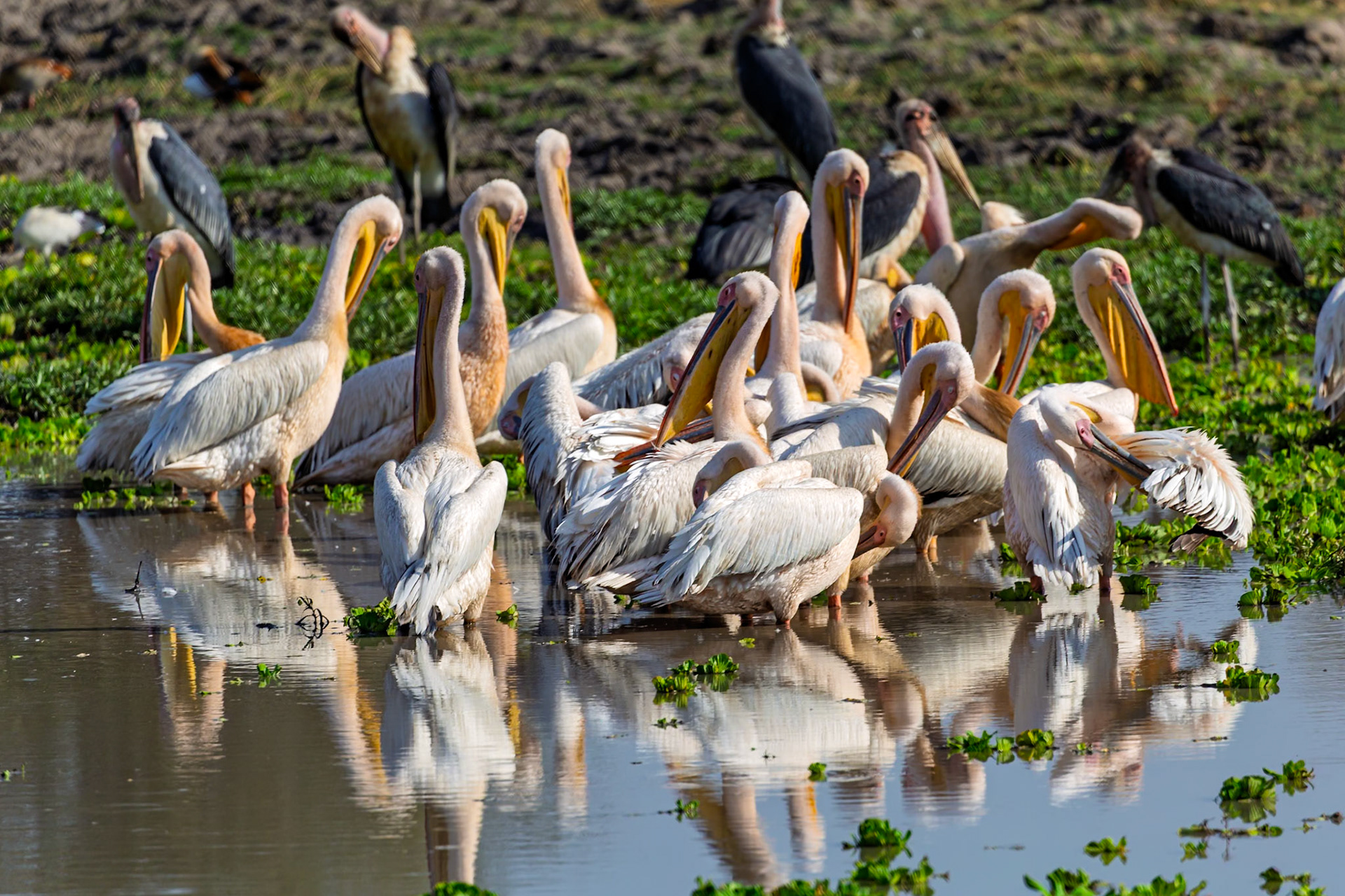 A flock of Great White Pelicans and Marabou Storks gather in a watering hole in Tarangire National Park, Tanzania.