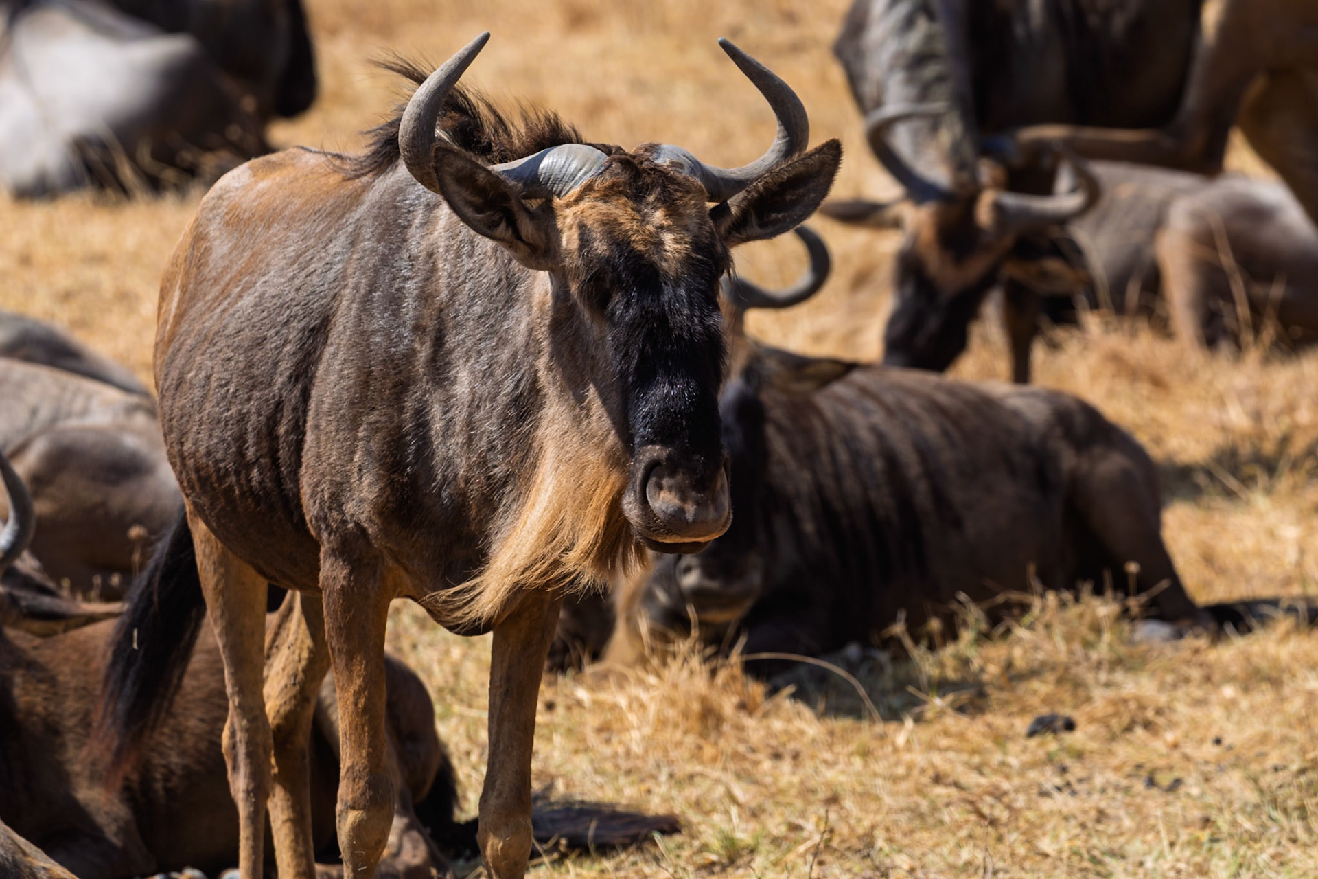 Ngorongoro Crater, Tanzania - September 23th 2025: Wildebeest gather in the crater, a vital ecosystem for their survival and migration.