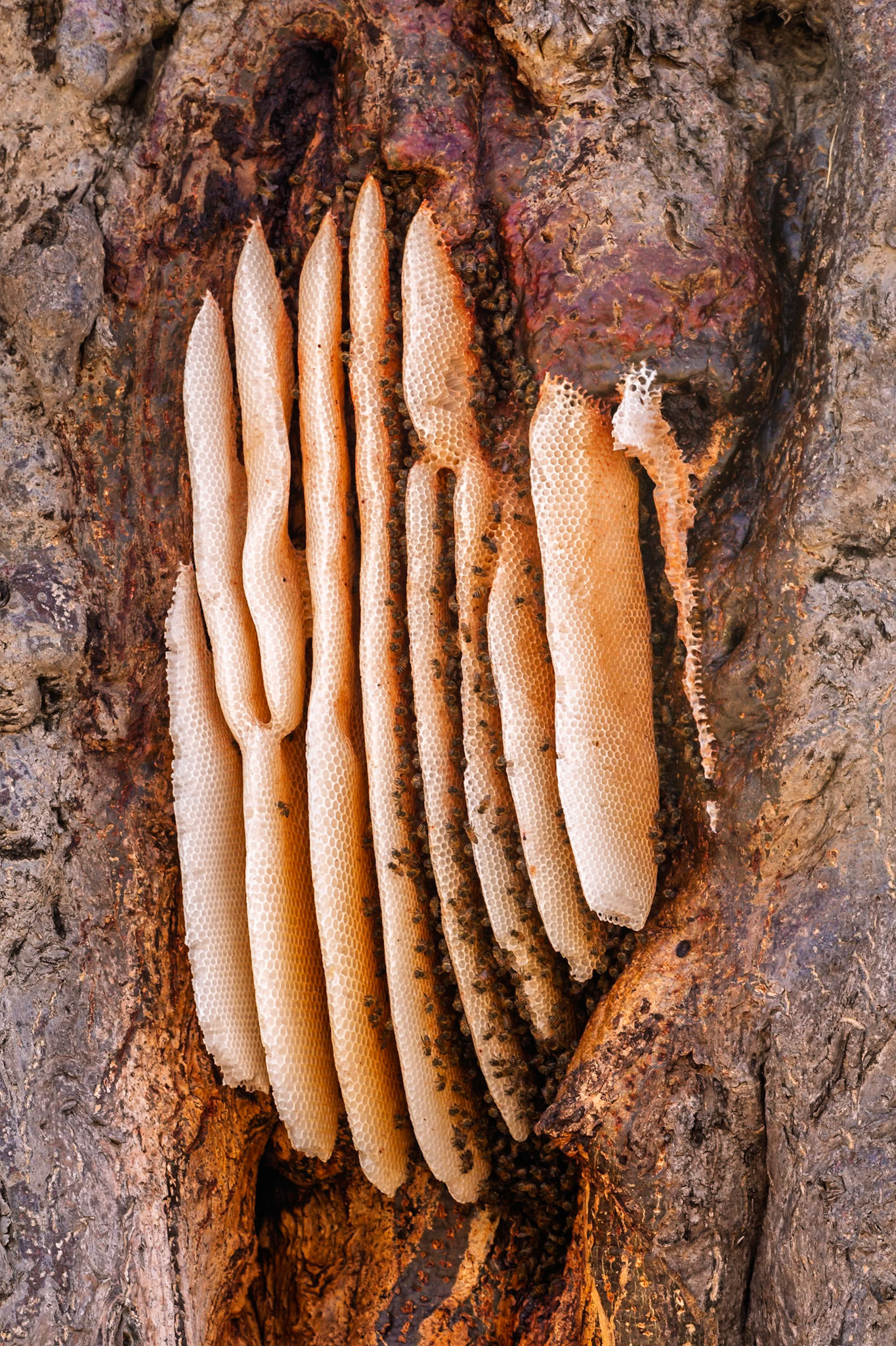 Bees build a honeycomb inside a tree in Tarangire National Park, Tanzania, to create a hive for honey production and colony growth.