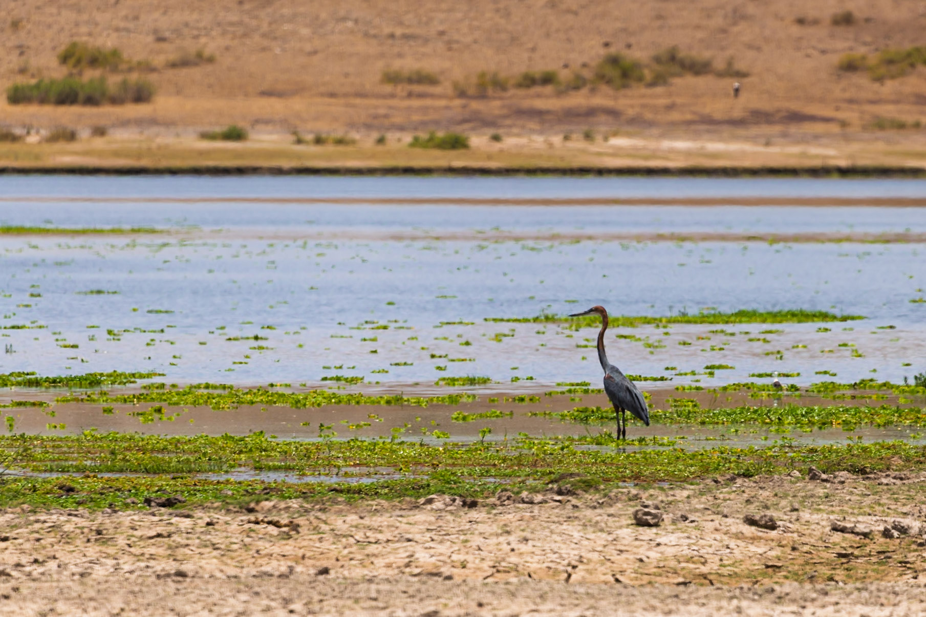 A goliath heron stands in the shallows of Amboseli National Park, Kenya, likely searching for fish.