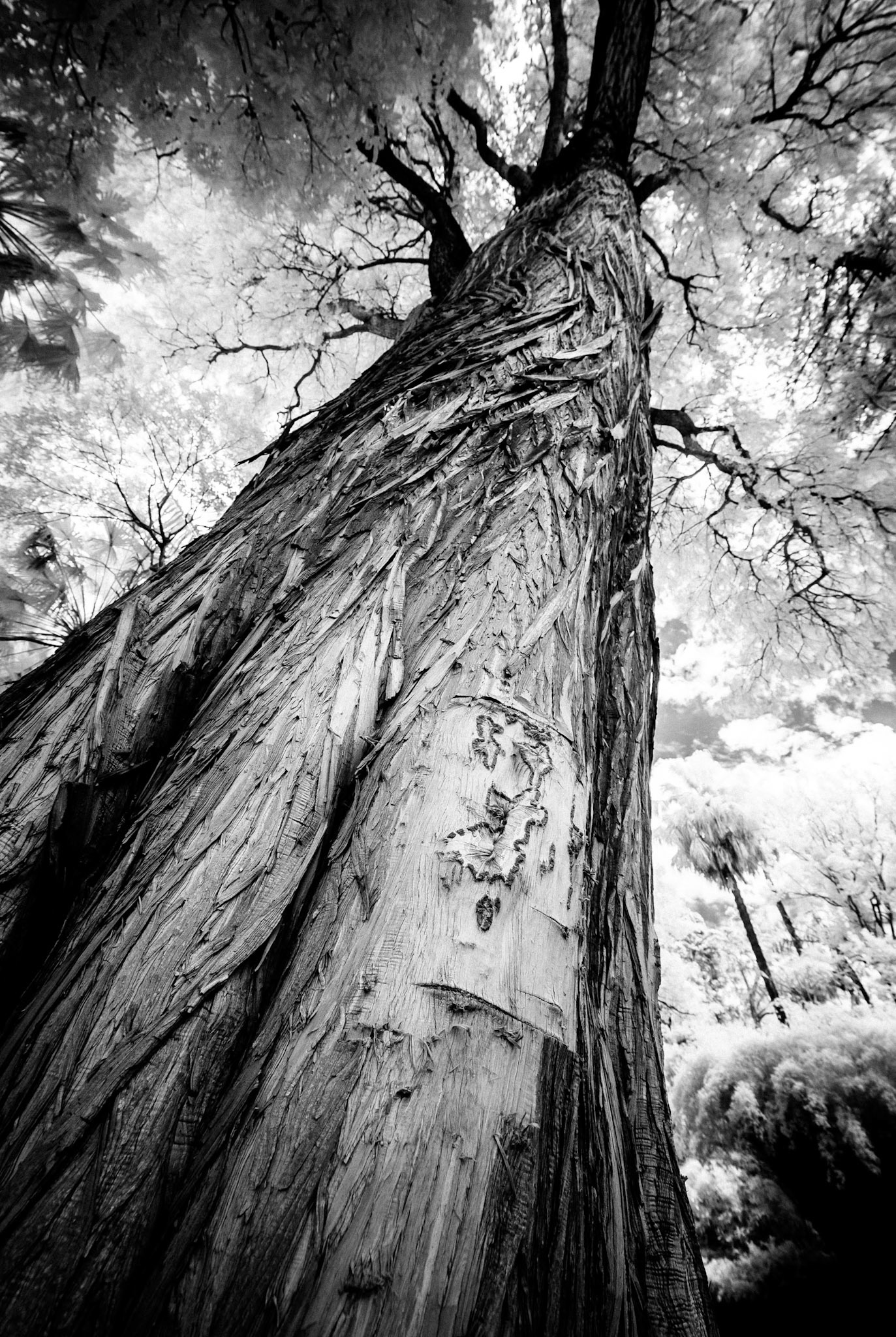 Tree in Infra Red #1