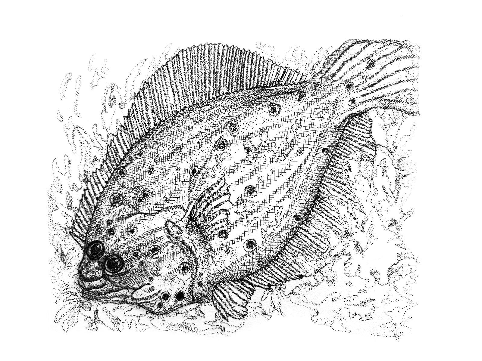 Pen and ink drawing of a flounder