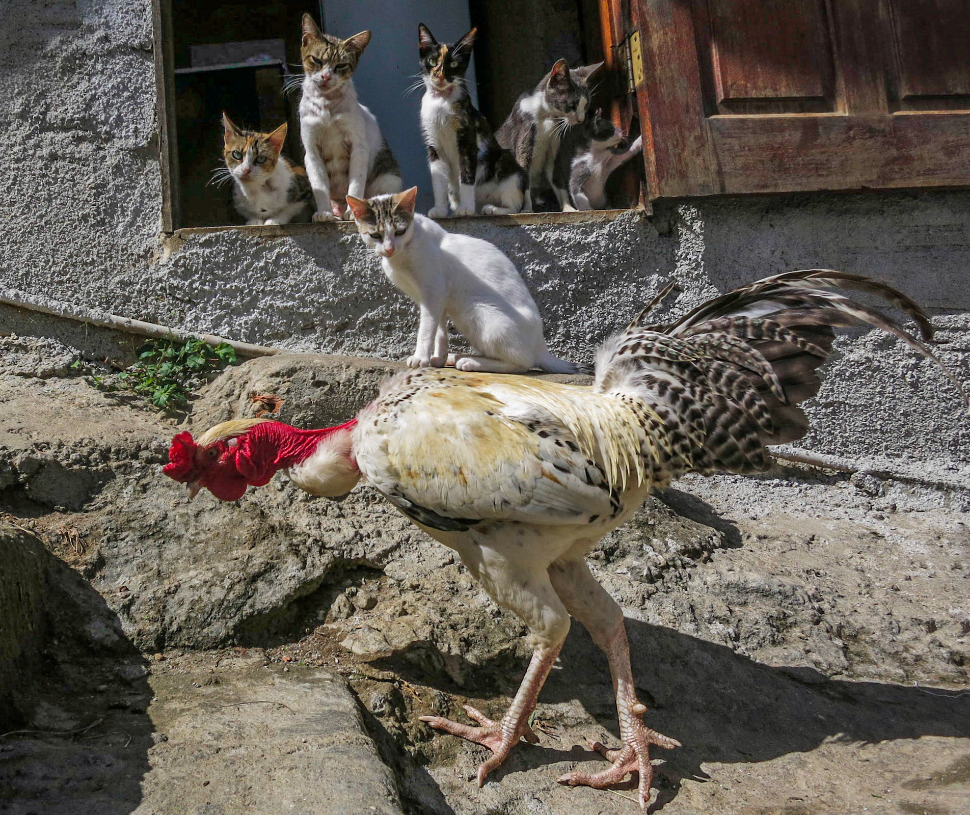 Cats belonging to taxi driver, Waldir Gomes, watch as a rooster passes their house at the top of Favela Tabajara hill in the south zone of Rio de Janeiro, Sept. 21, 2014. Gomes serves as caretaker to a fluctuating population of cats in and around his house that he has struggled to control due to lack of resources and support from local animal-related agencies.