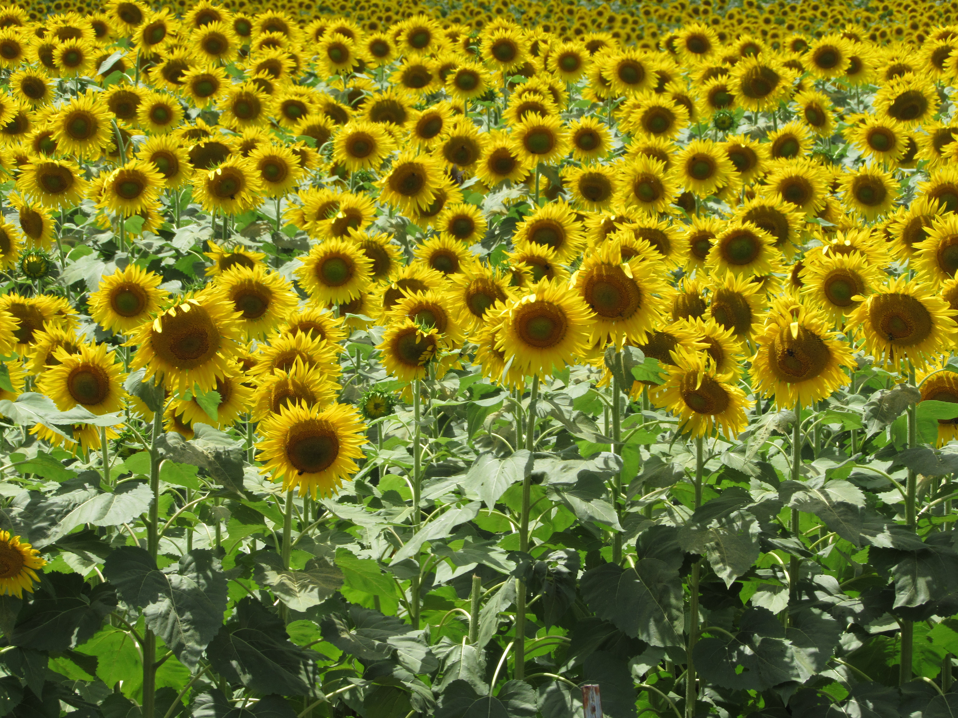 Smith-Berry Sunflower Flied