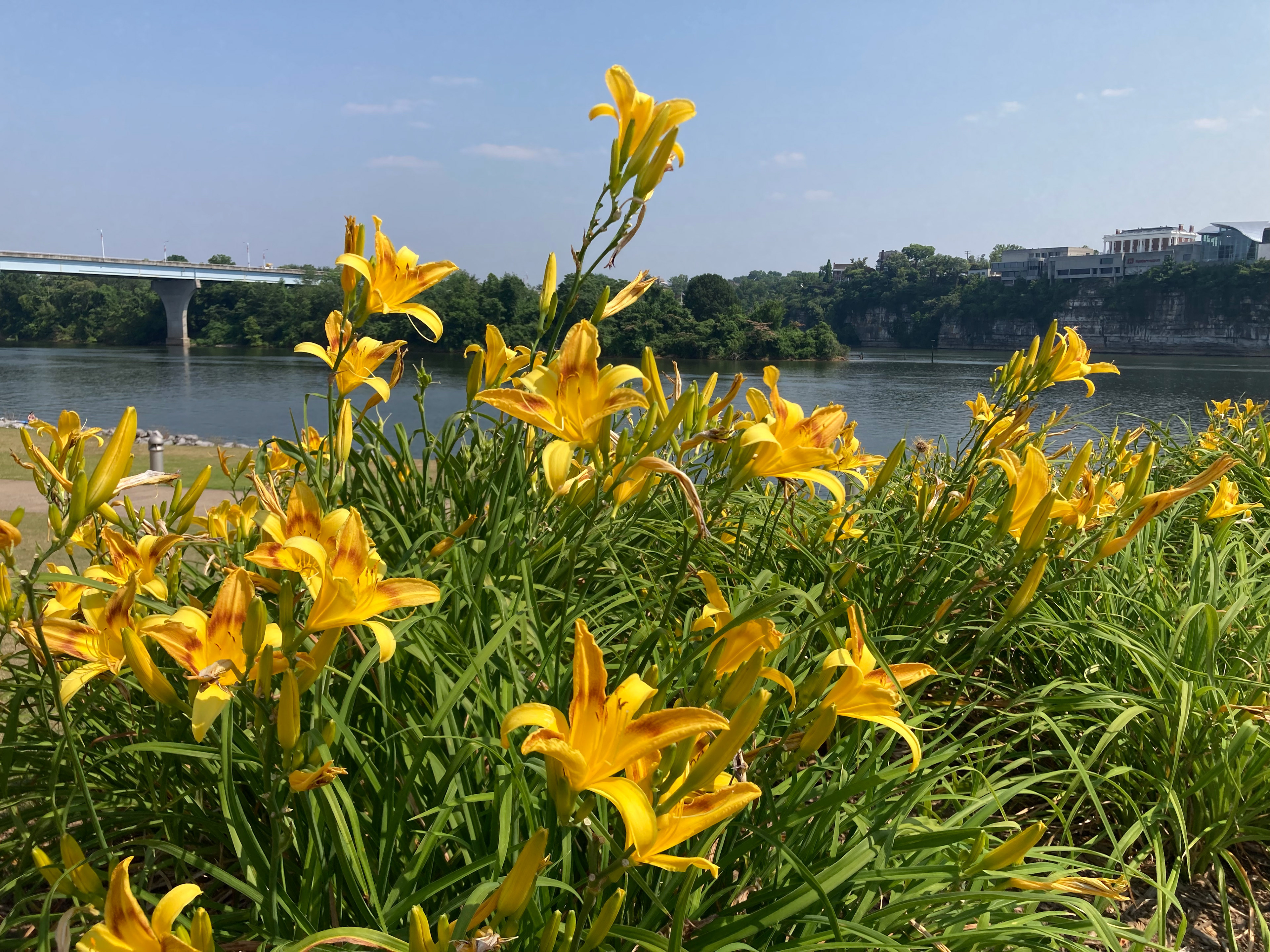 Daylilies on the Riverfront