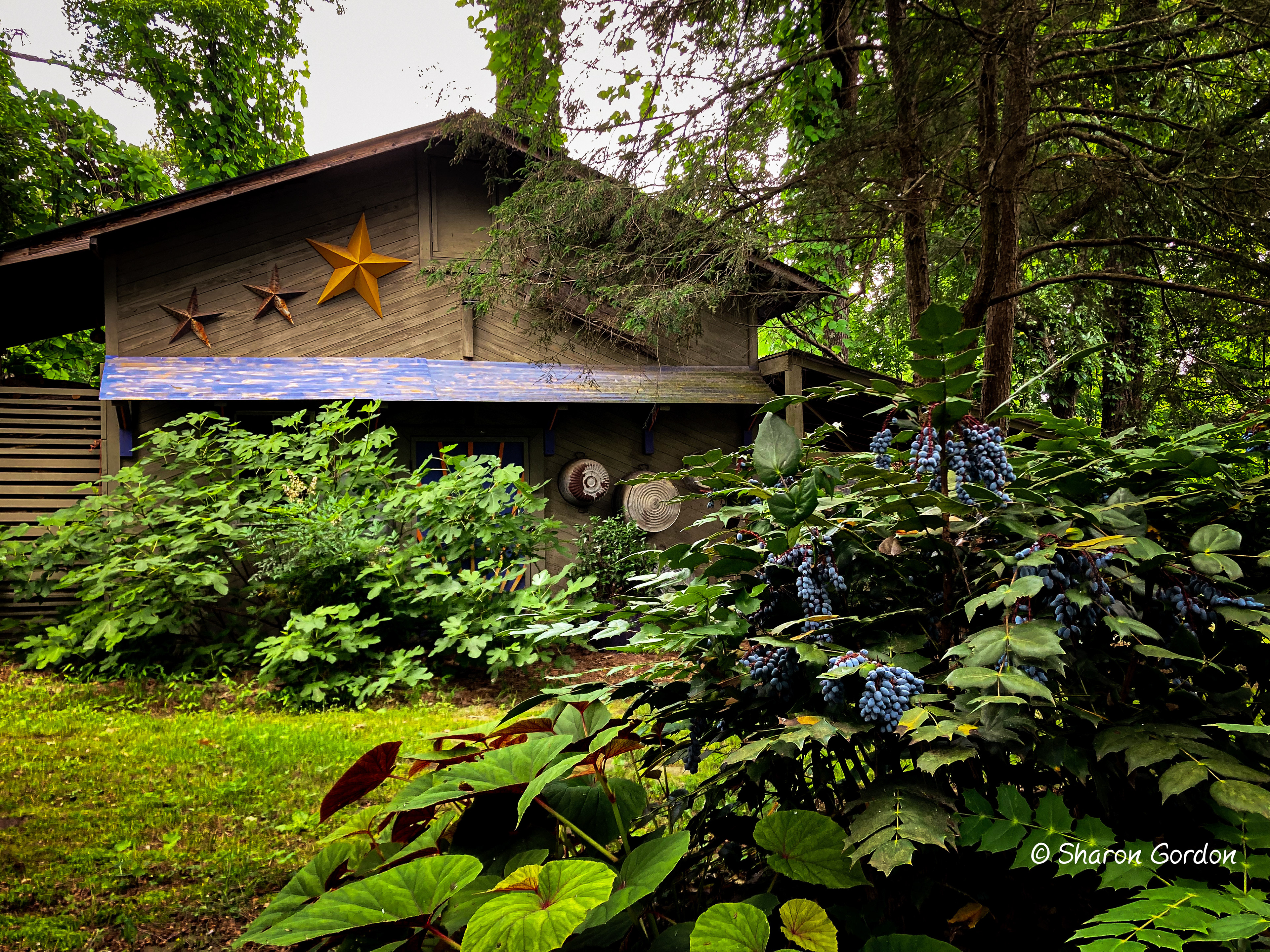 Backyard Shed