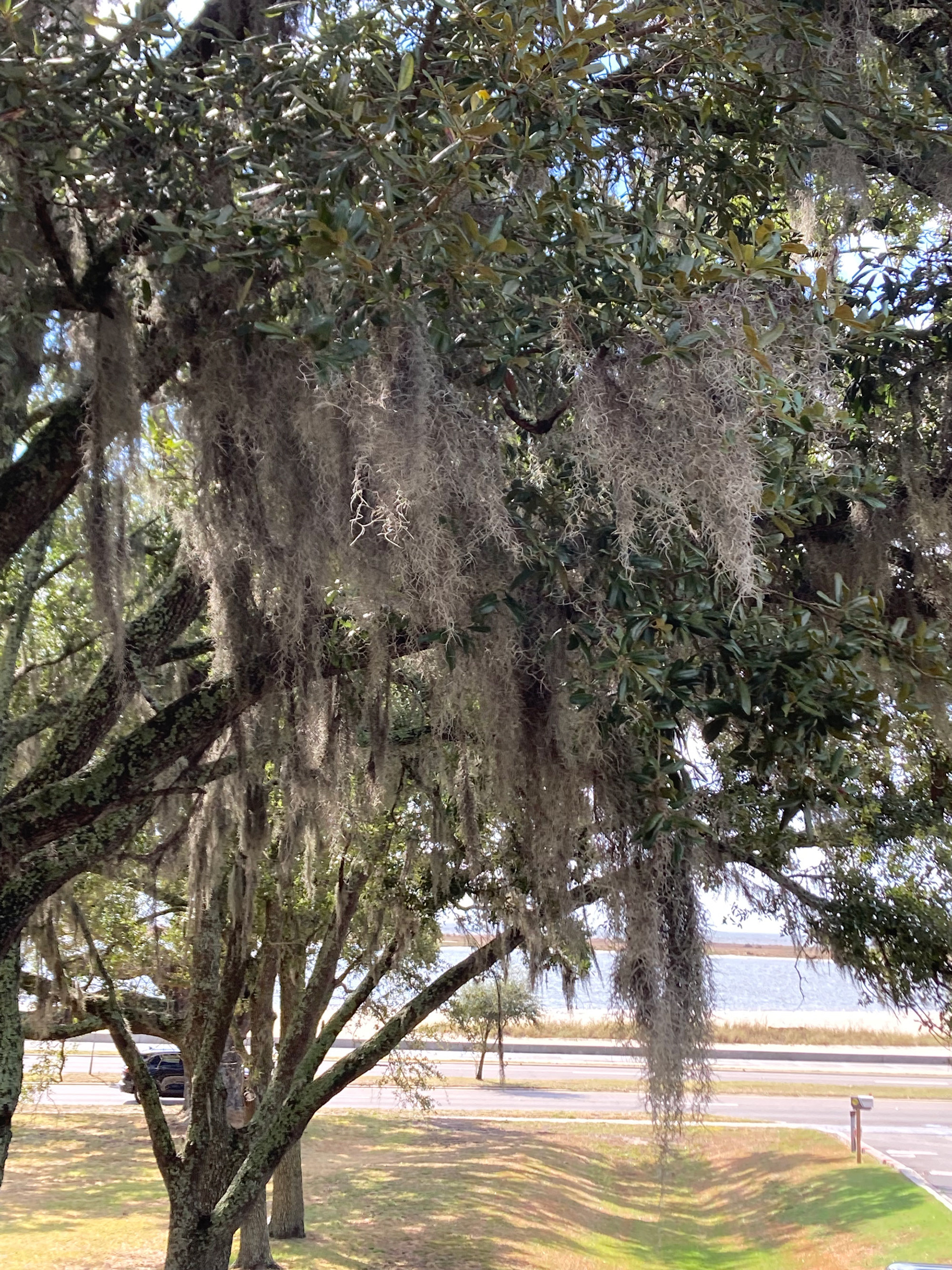 Seashore Oak