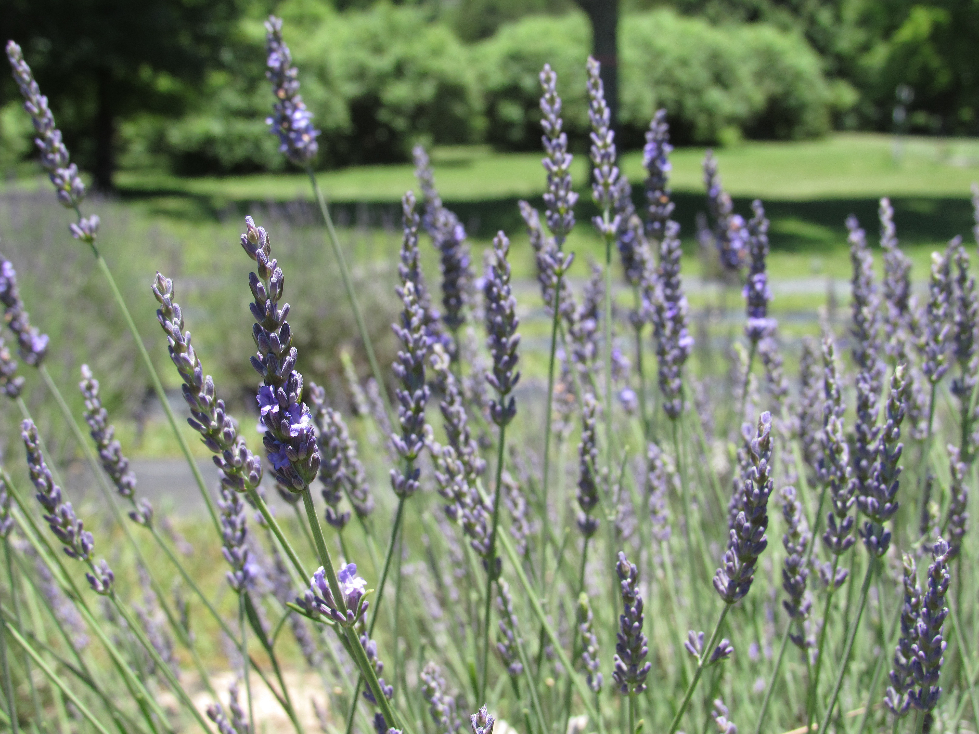 Lookout Mountain Lavender Field
