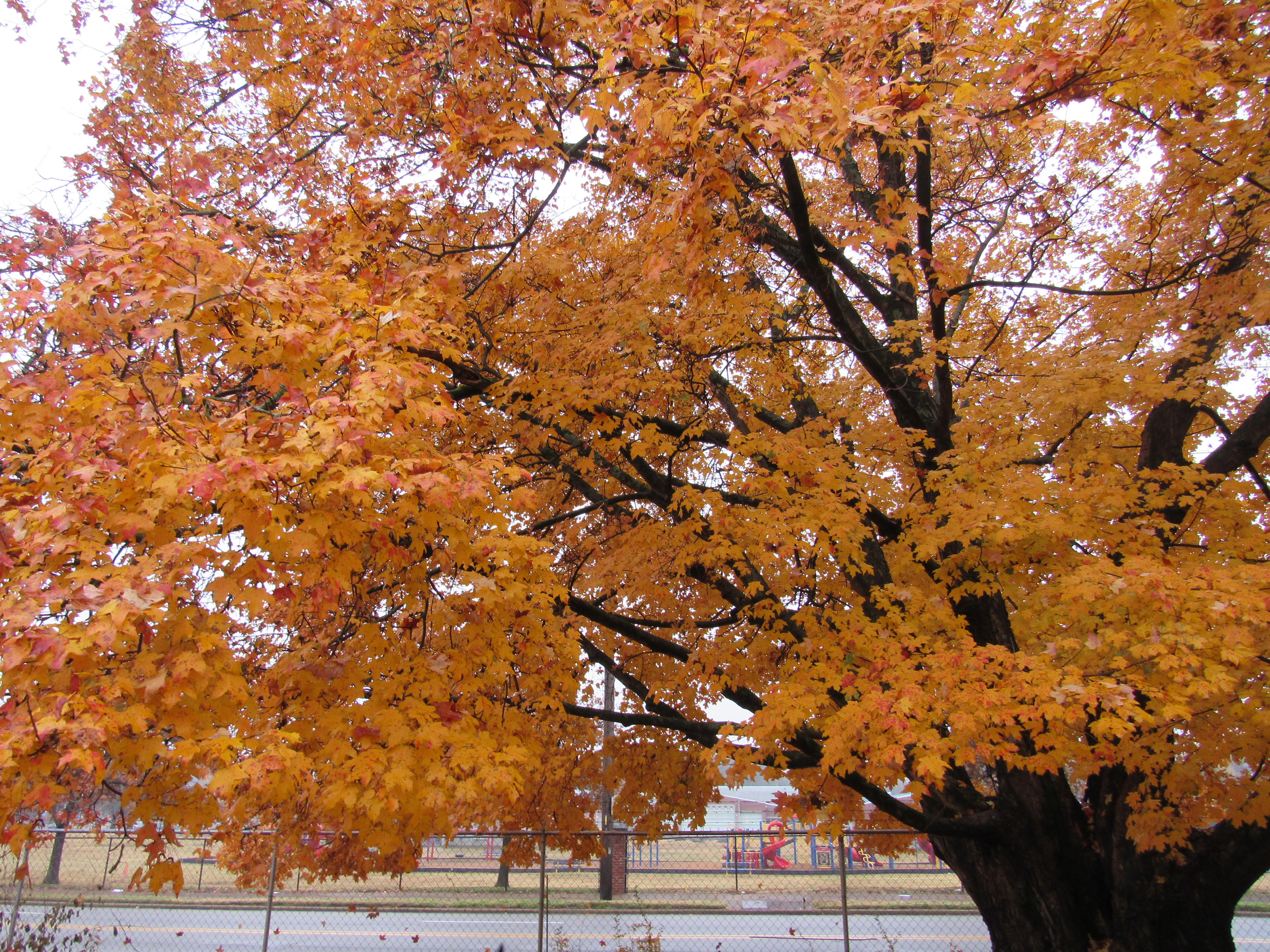 Chattanooga Autumn