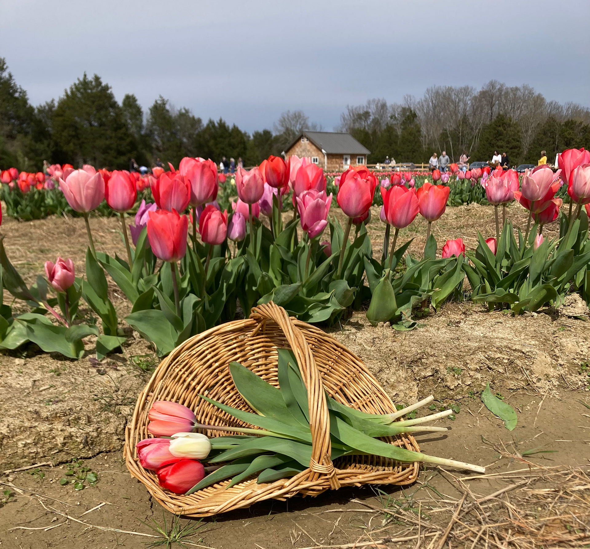 Almost Spring
