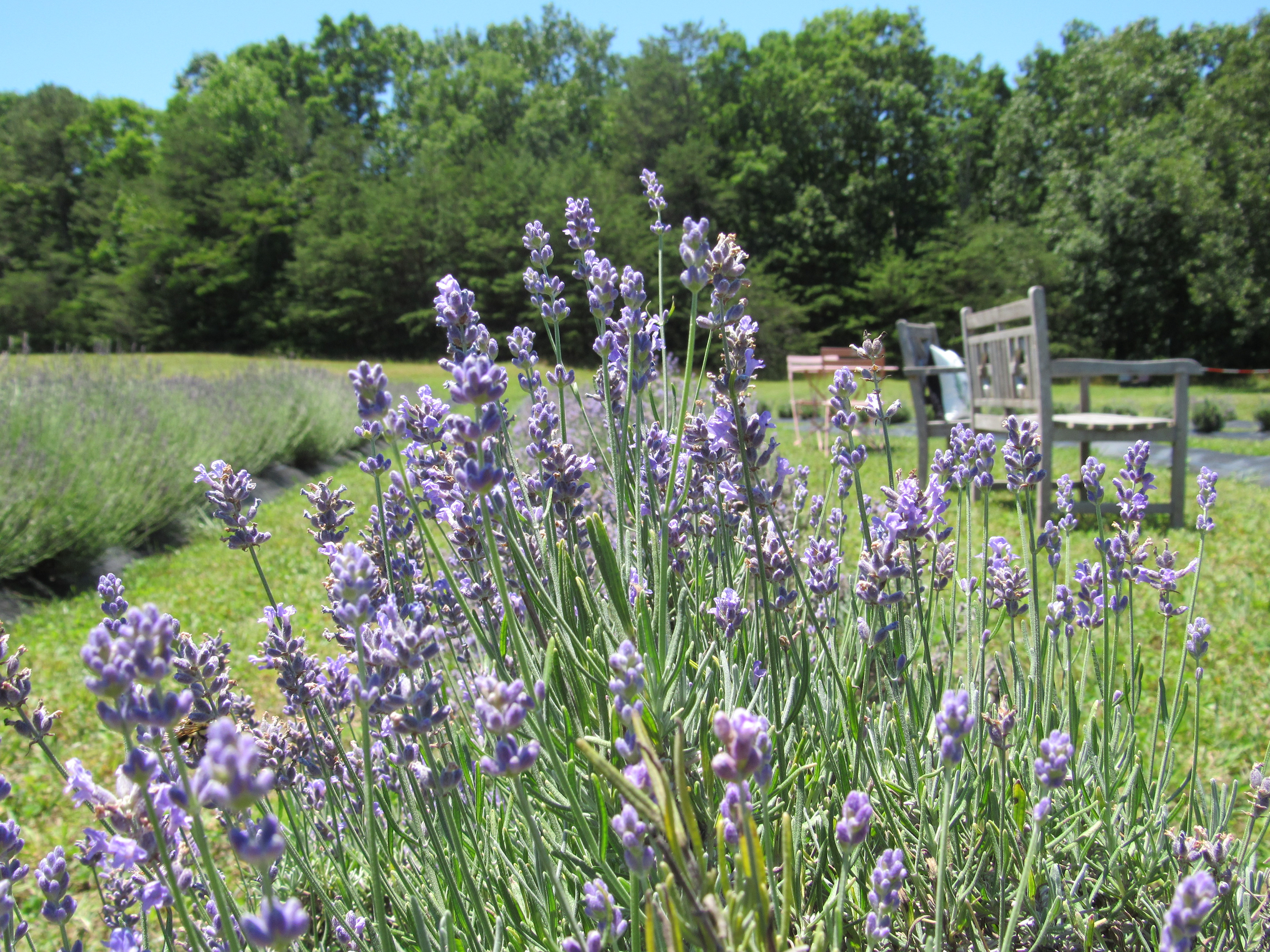 Lookout Mountain Lavender Field