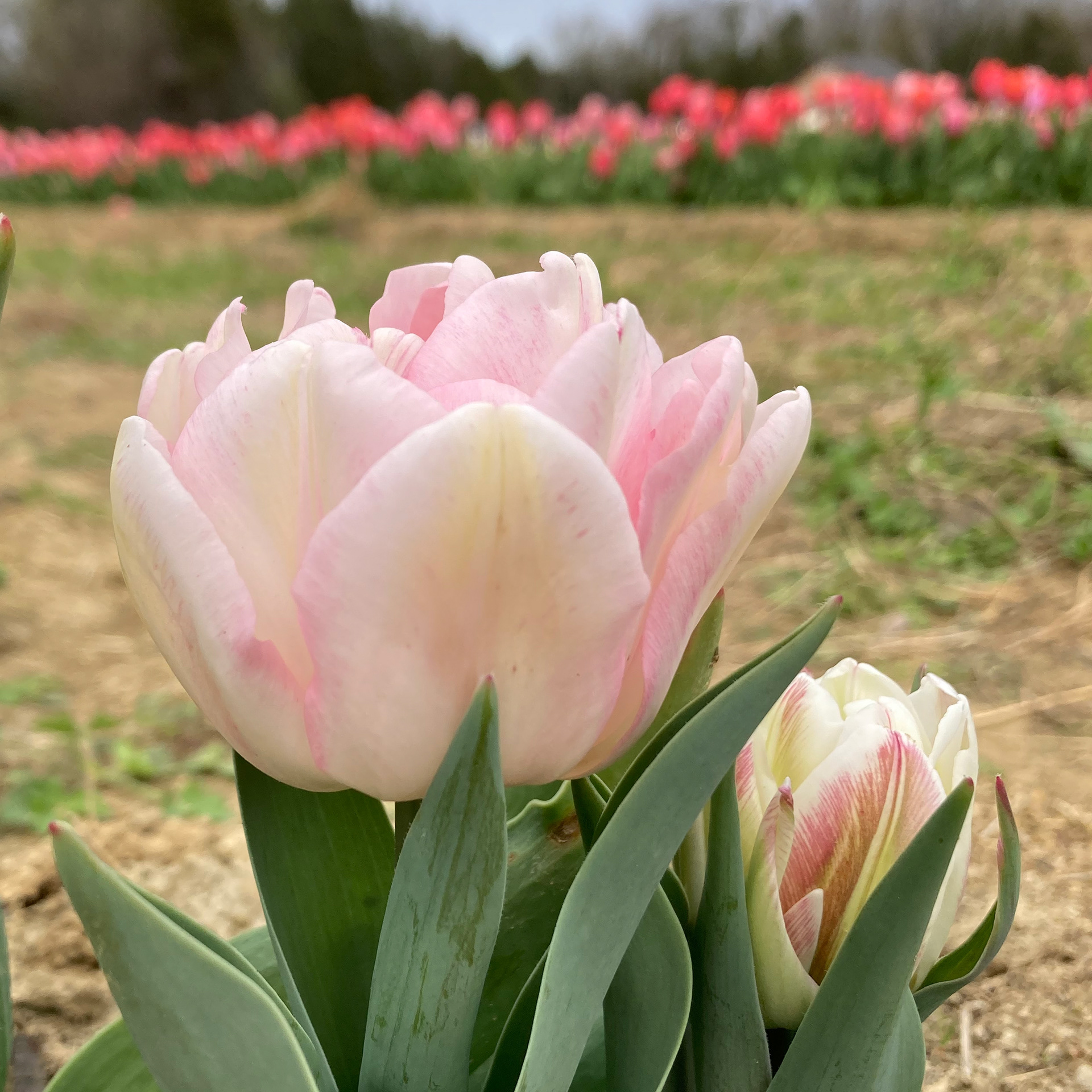 Lorenzen Tulips