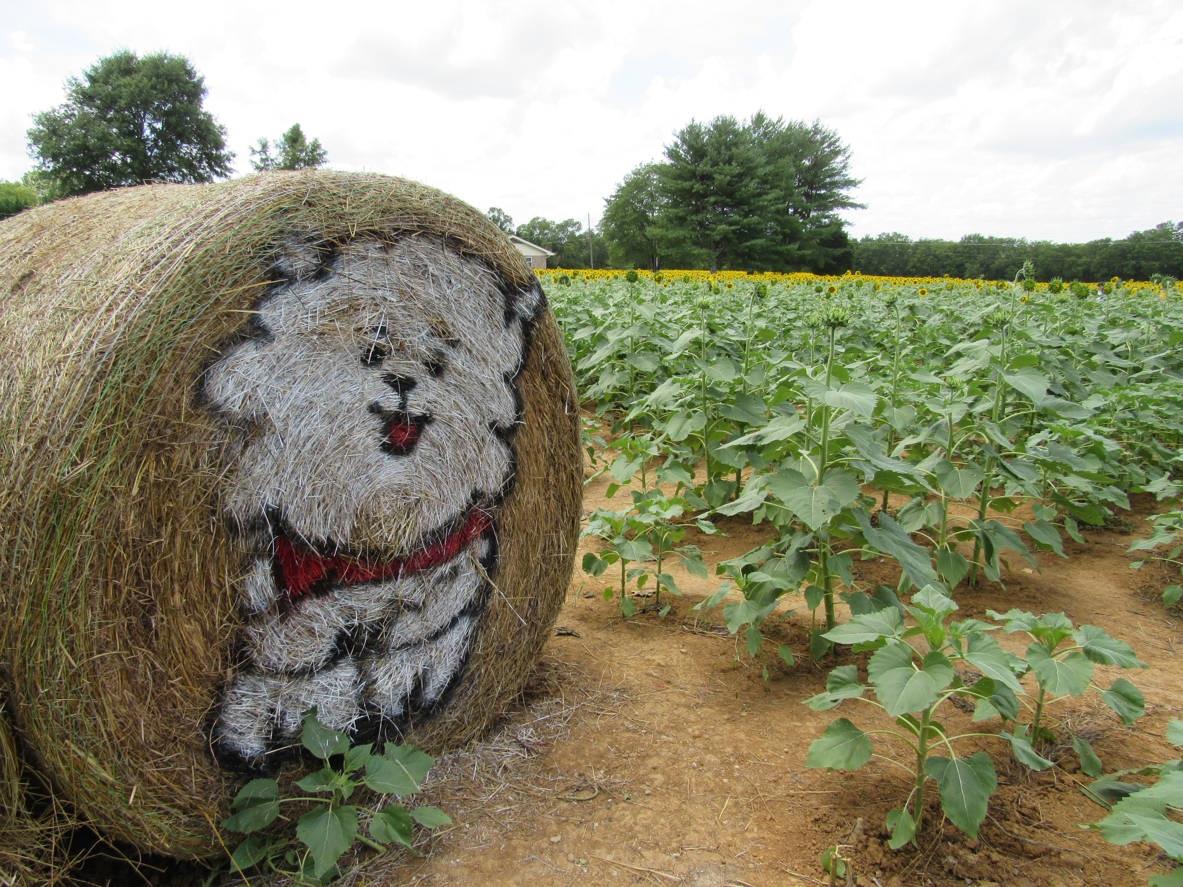 Smith-Berry Sunflower Field