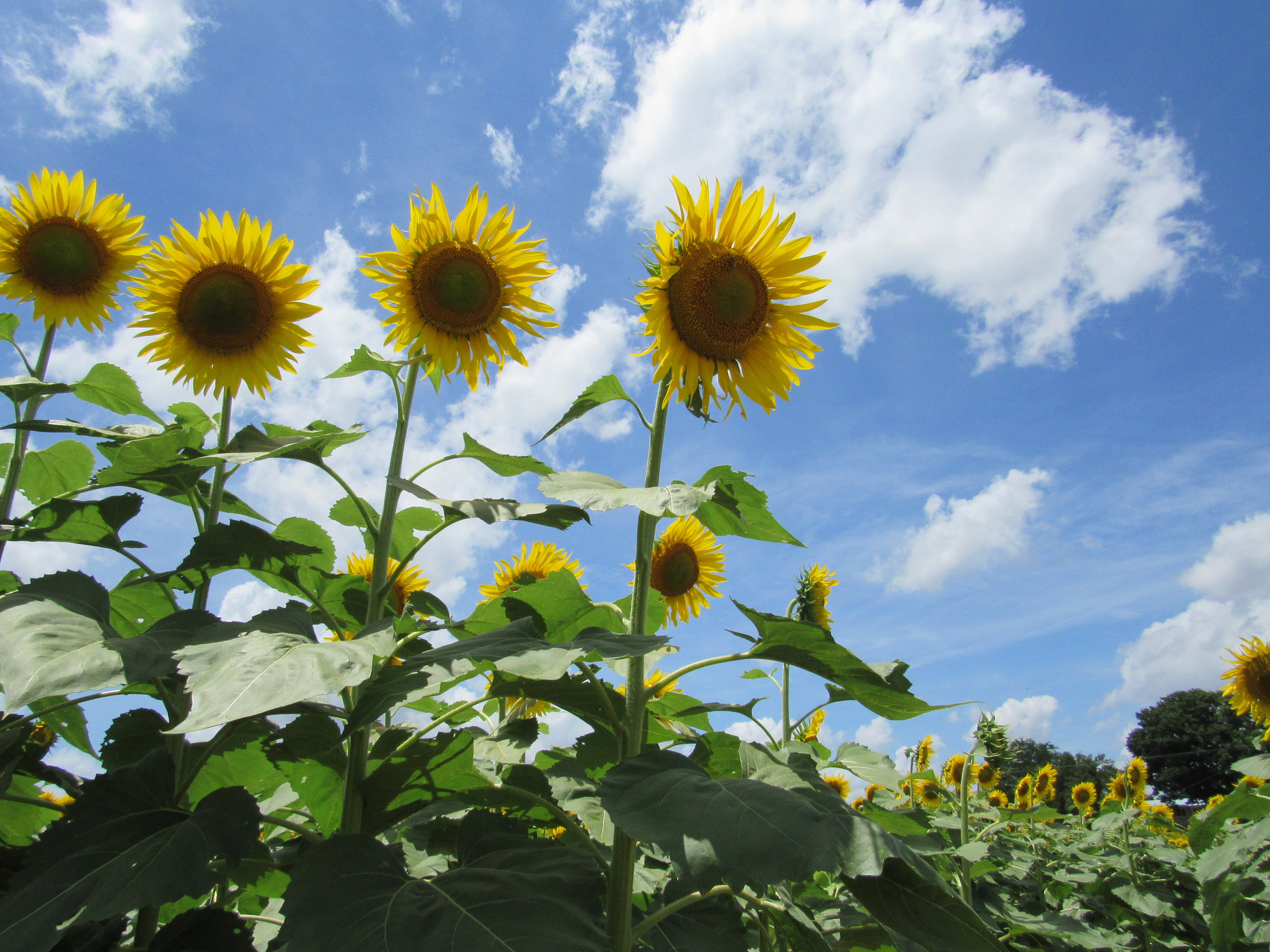 Smith-Berry Sunflowers