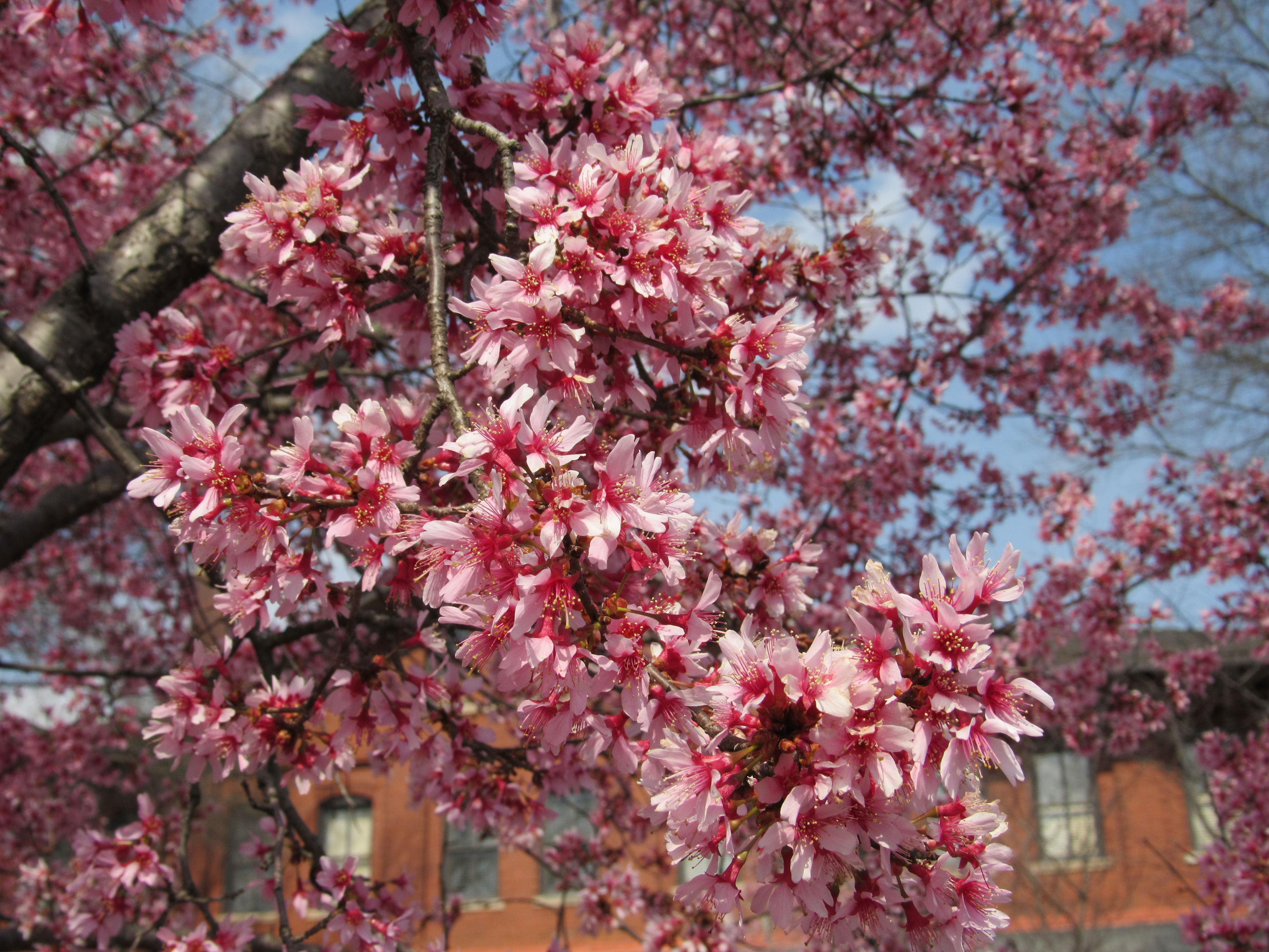 Cherry Blossom