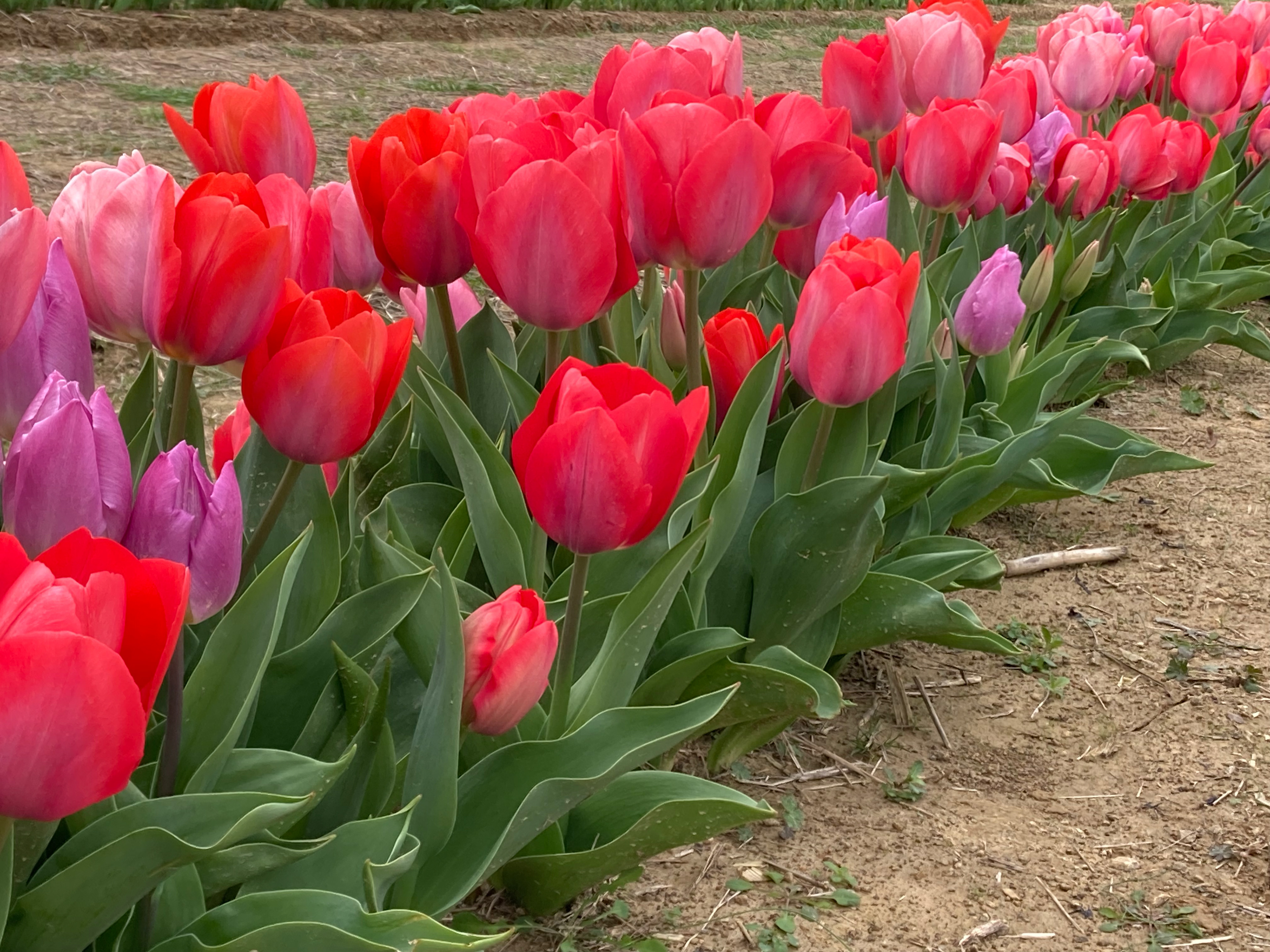 Lorenzen Tulips