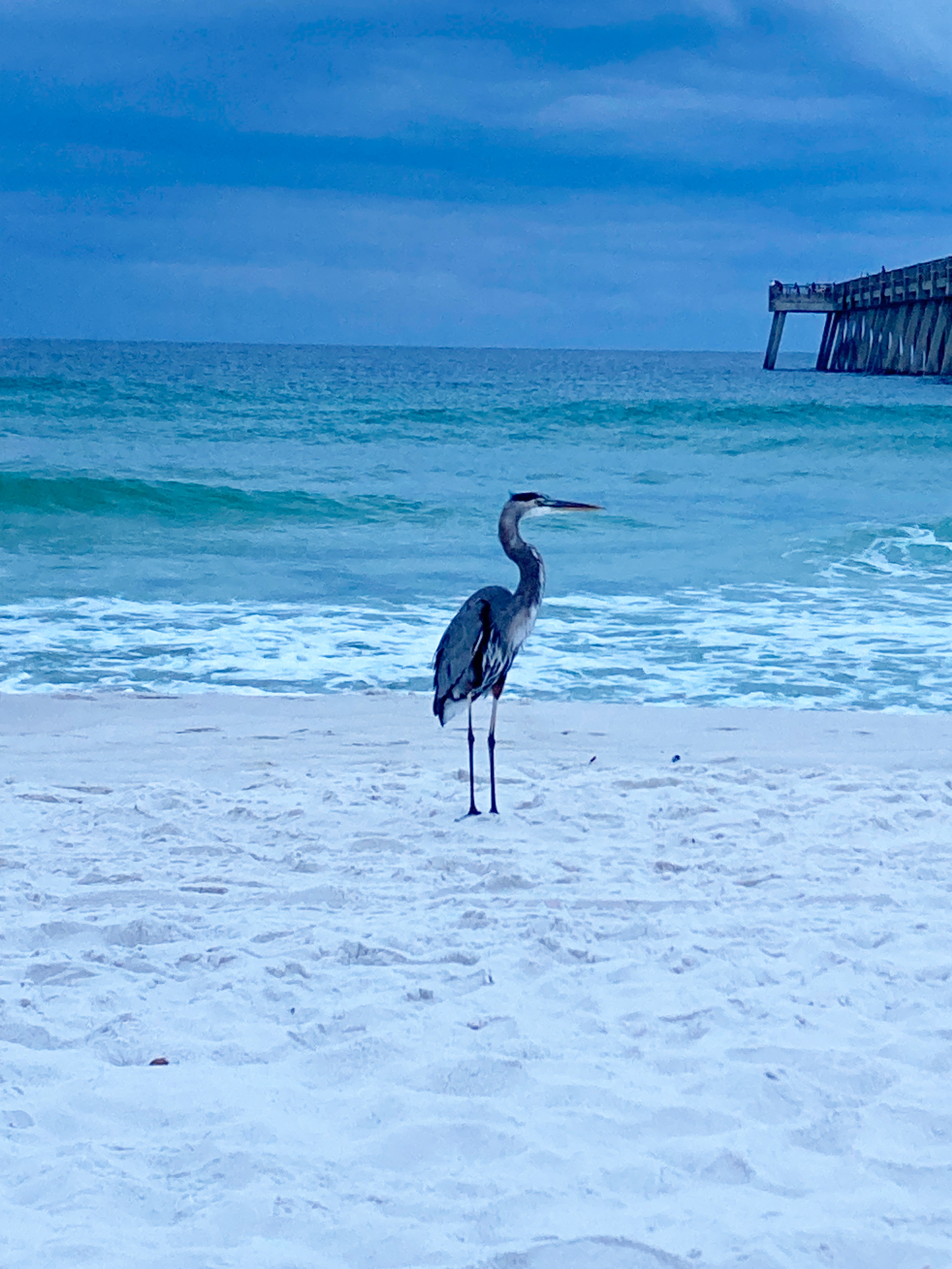 Fred at Sunrise