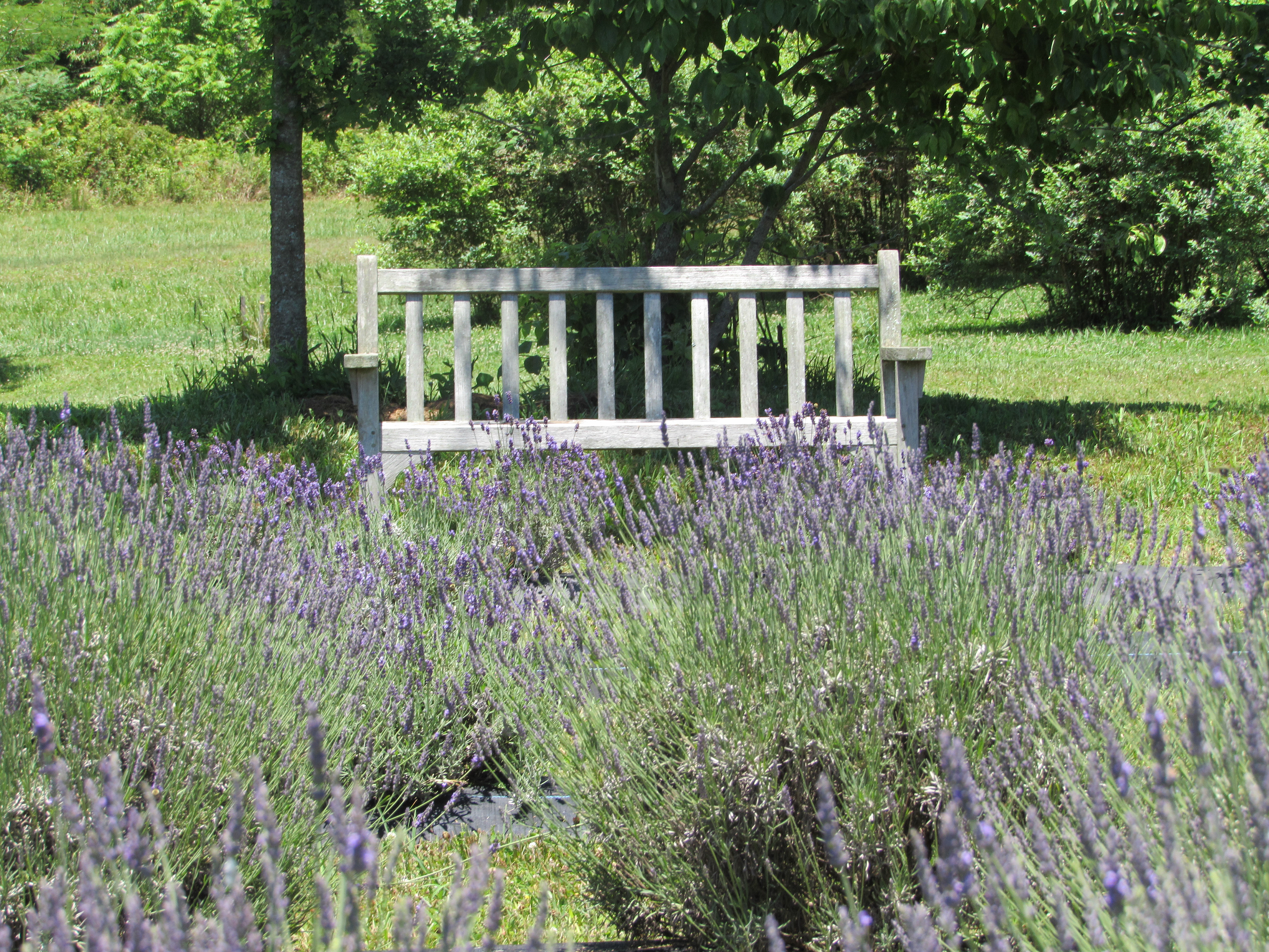 Lookout Mountain Lavender Field