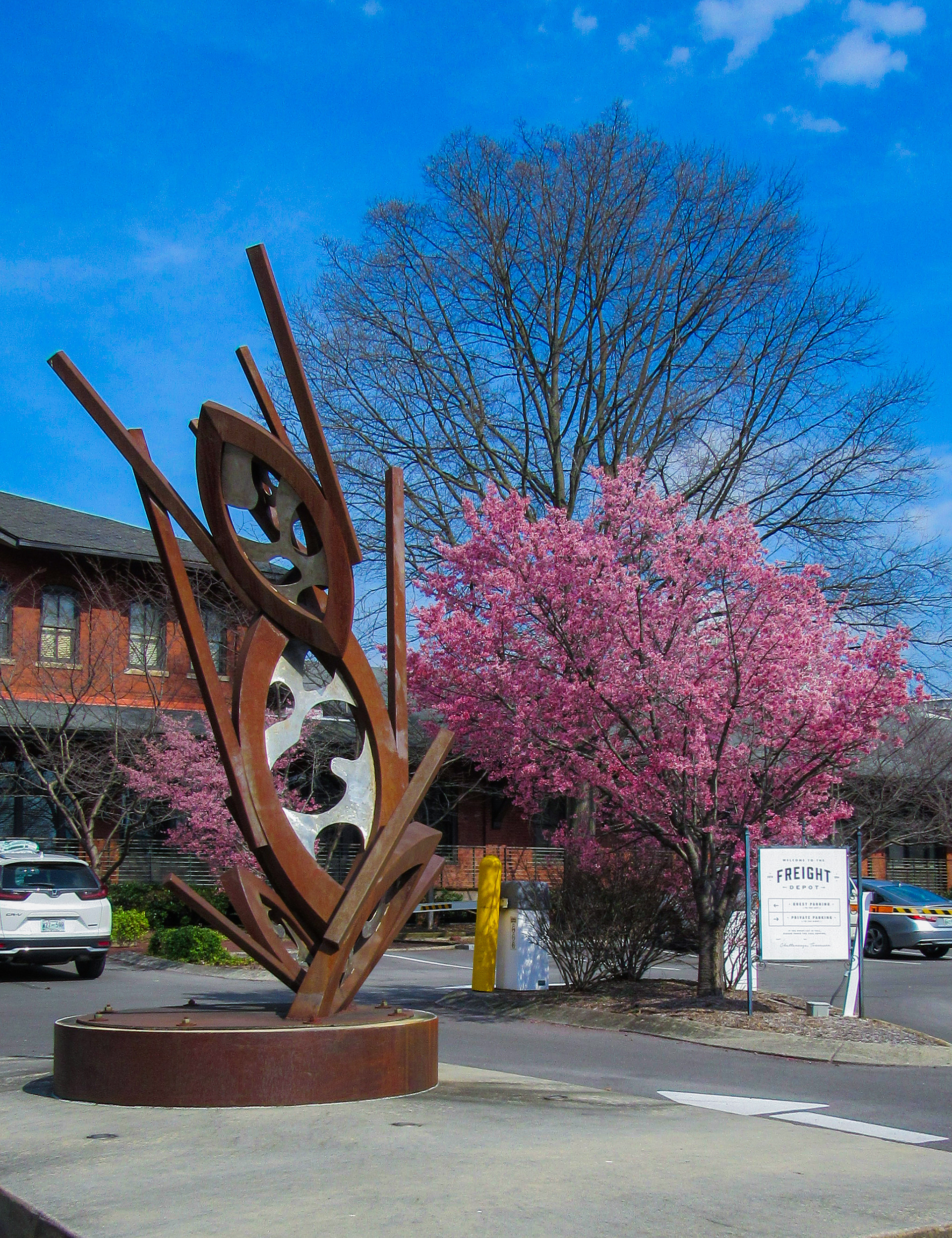 Cherry Blossoms