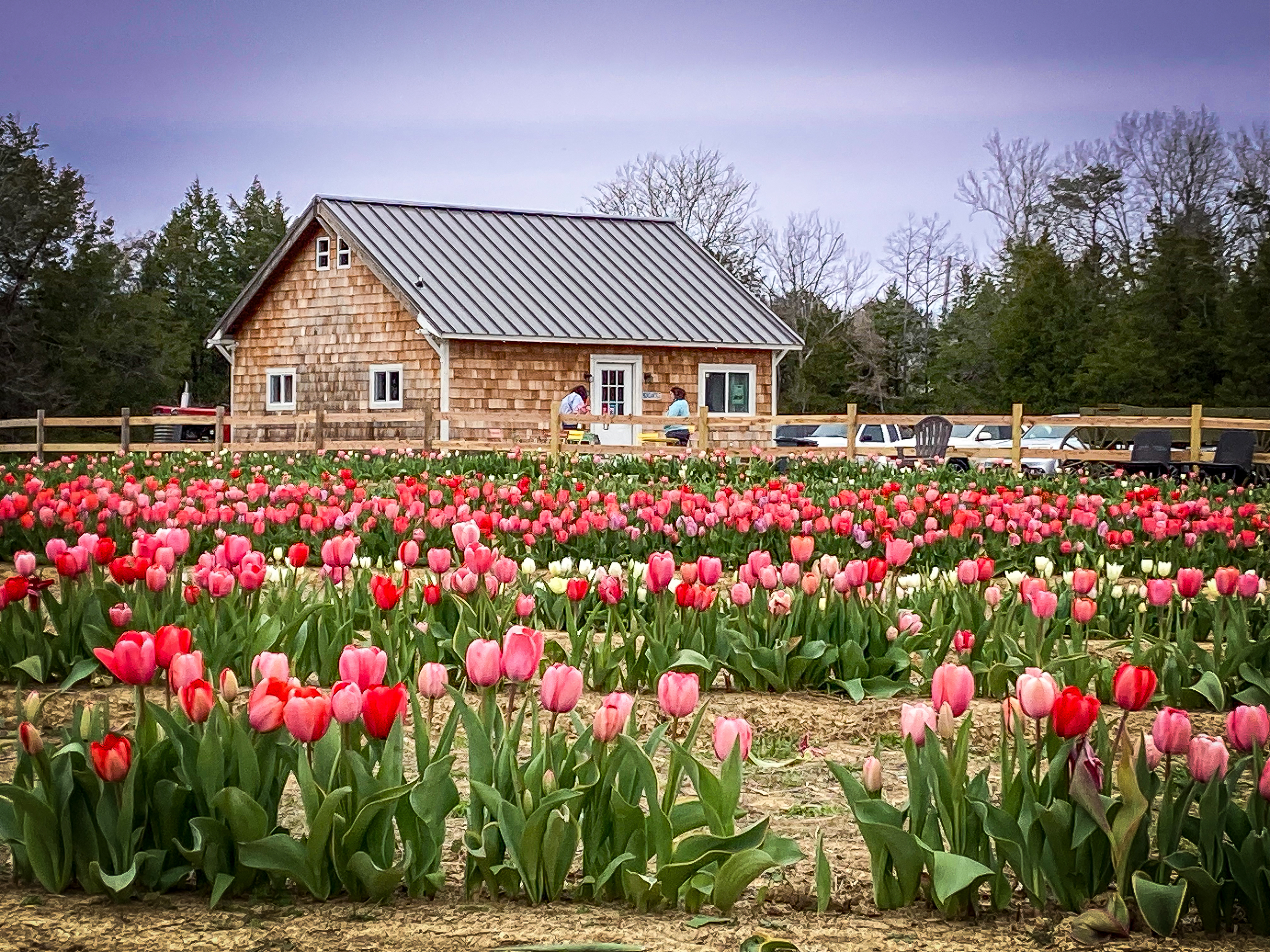 Lorenzen Tulip Field