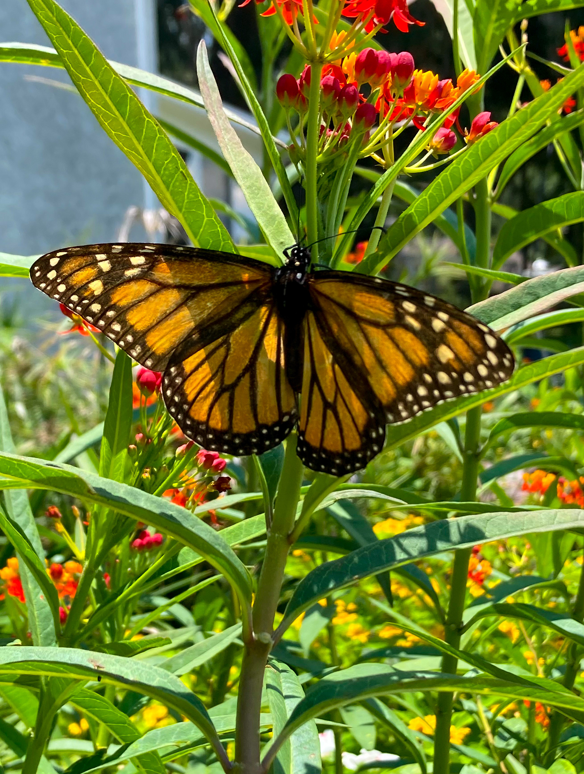 Monarch Butterly
