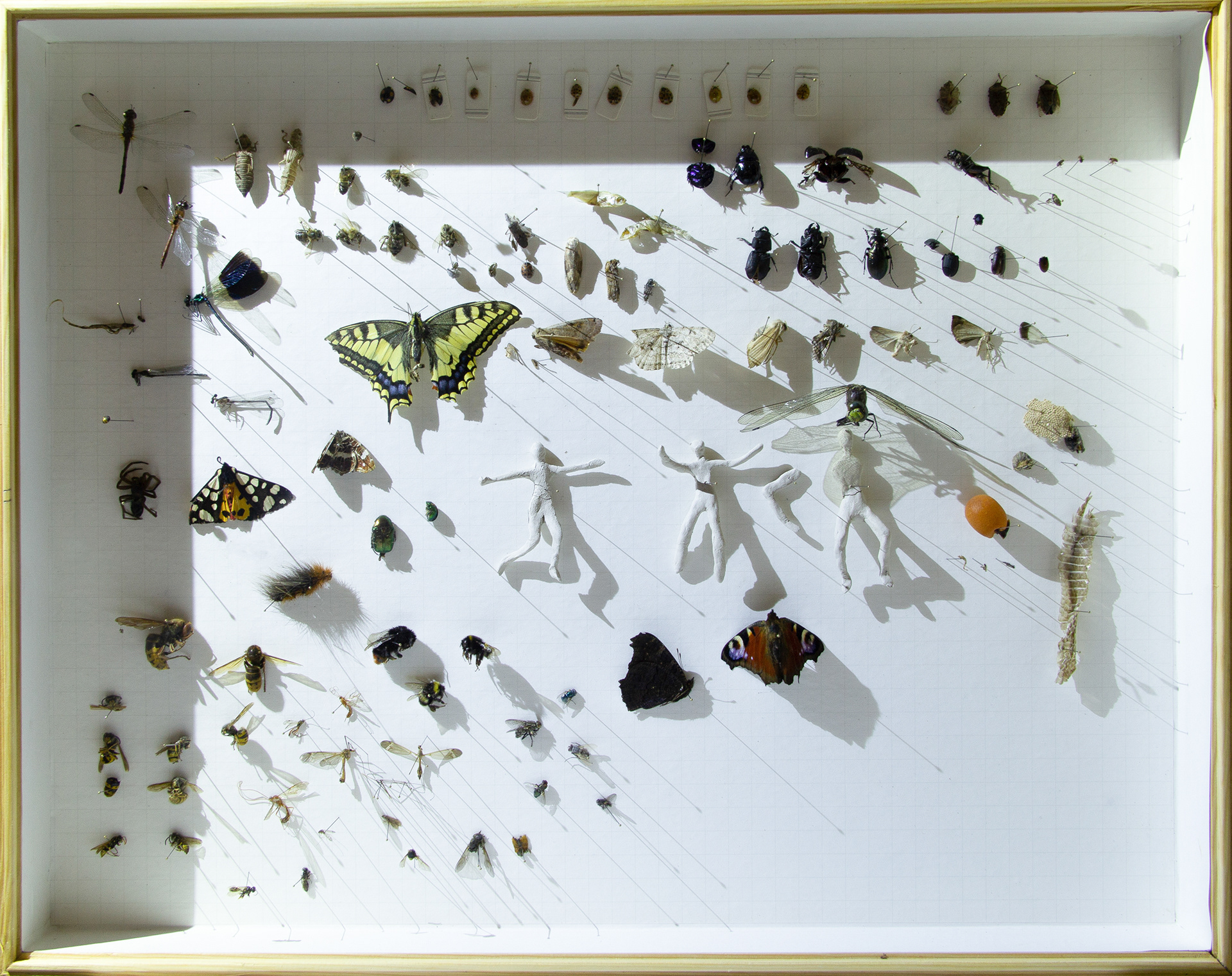 relativity/ insects, needles, clay, wire, insect box/ 40 x 50 cm/ 2022 