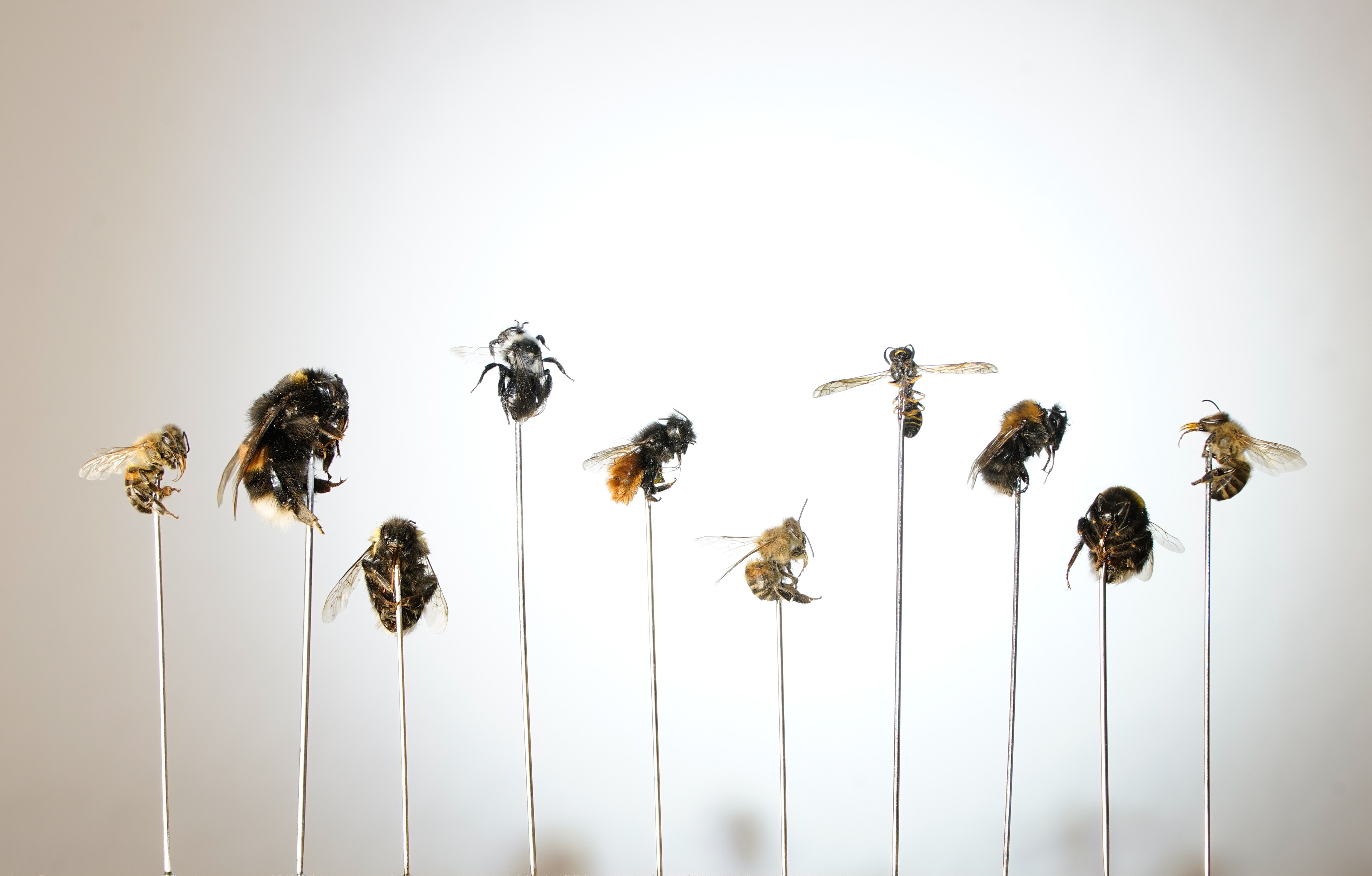 poisoned wild bees/ 12 x 20 cm/ 2023