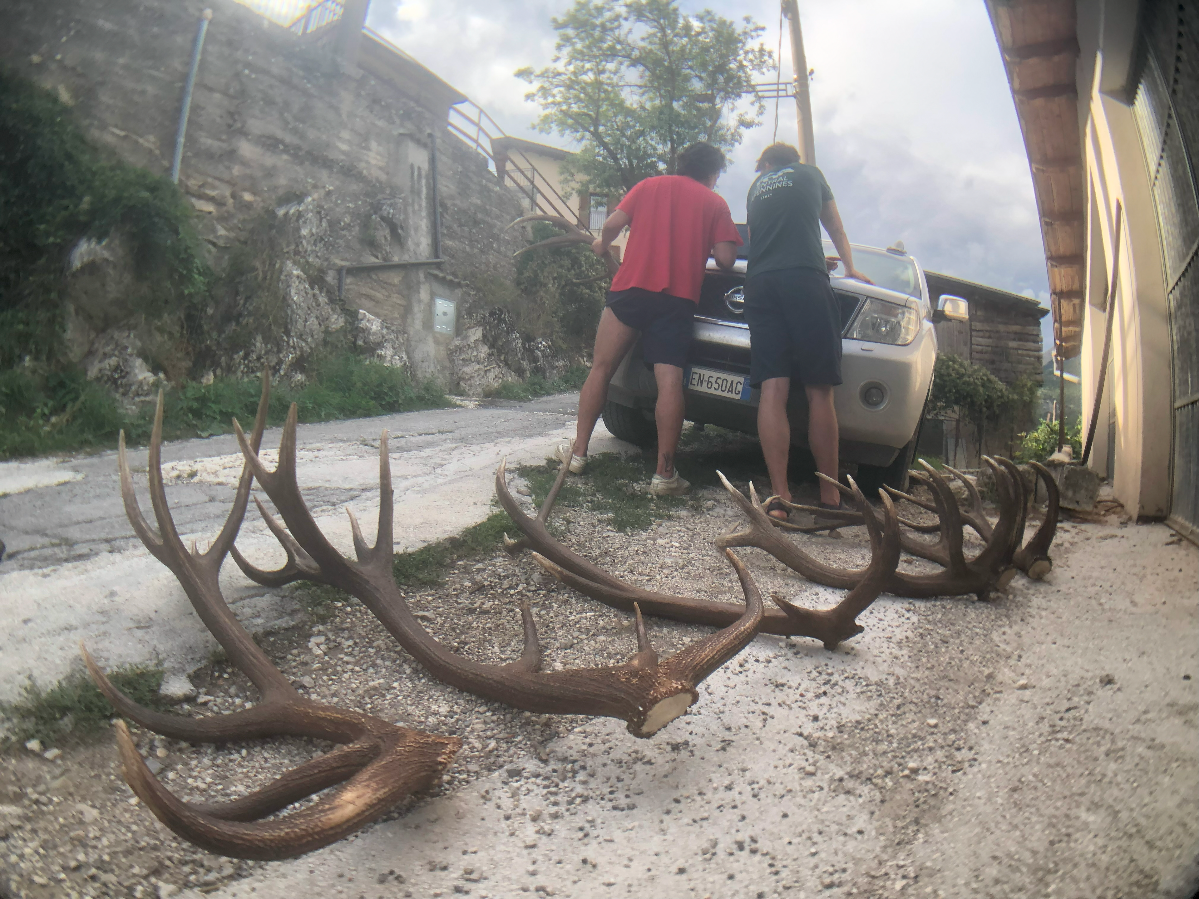 Red Deer antlers shed by the same male over three years.