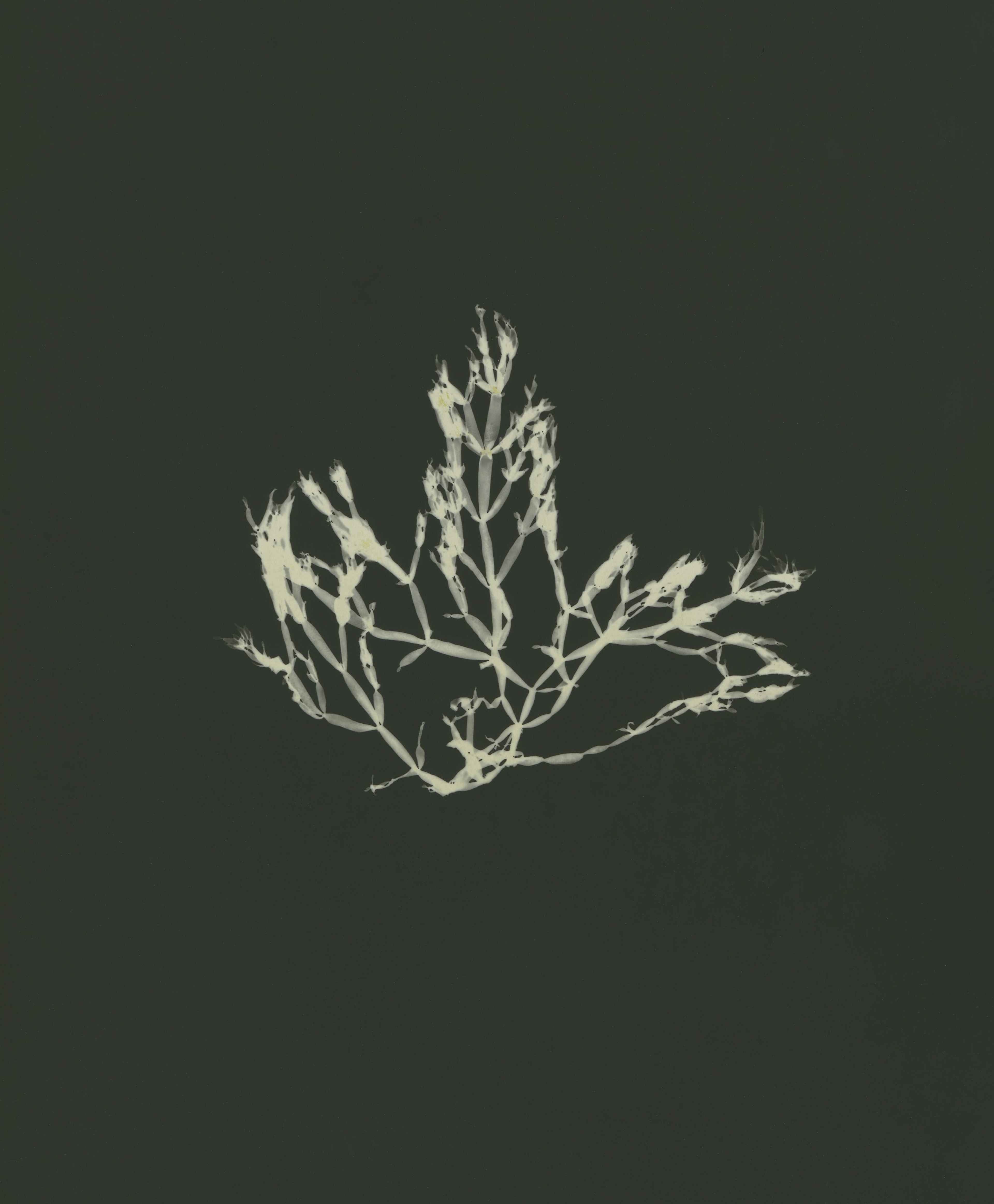 Bunny ears (Lomentaria articulata) - In Asia, seaweed is much more widely used and has been woven into different cultures for centuries. 1,300 years ago in Japan, it was so integral to daily lives that it could even be used to pay taxes.
