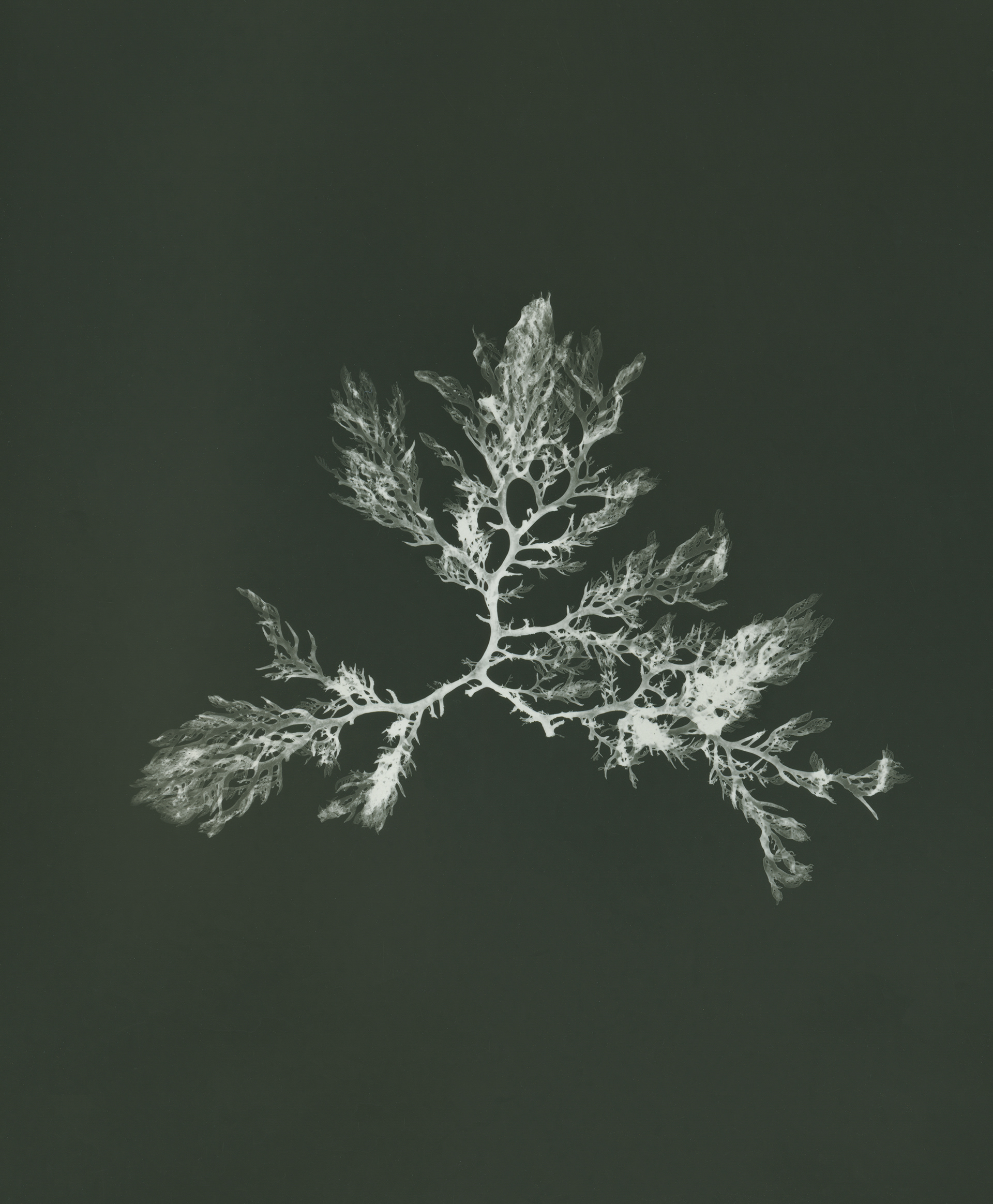 Red comb weed (Plocamium) - Seaweed was the topic of the first ever photographic book. In a time when women were prevented from participating in science, Anna Atkins (1799-1871) self published her book Photographs of British Algae 1853. The book consisted of seaweed sun prints, an early photographic technique called cyanotyping, instead of traditional illustrations. She revolutionised the way science could be communicated.