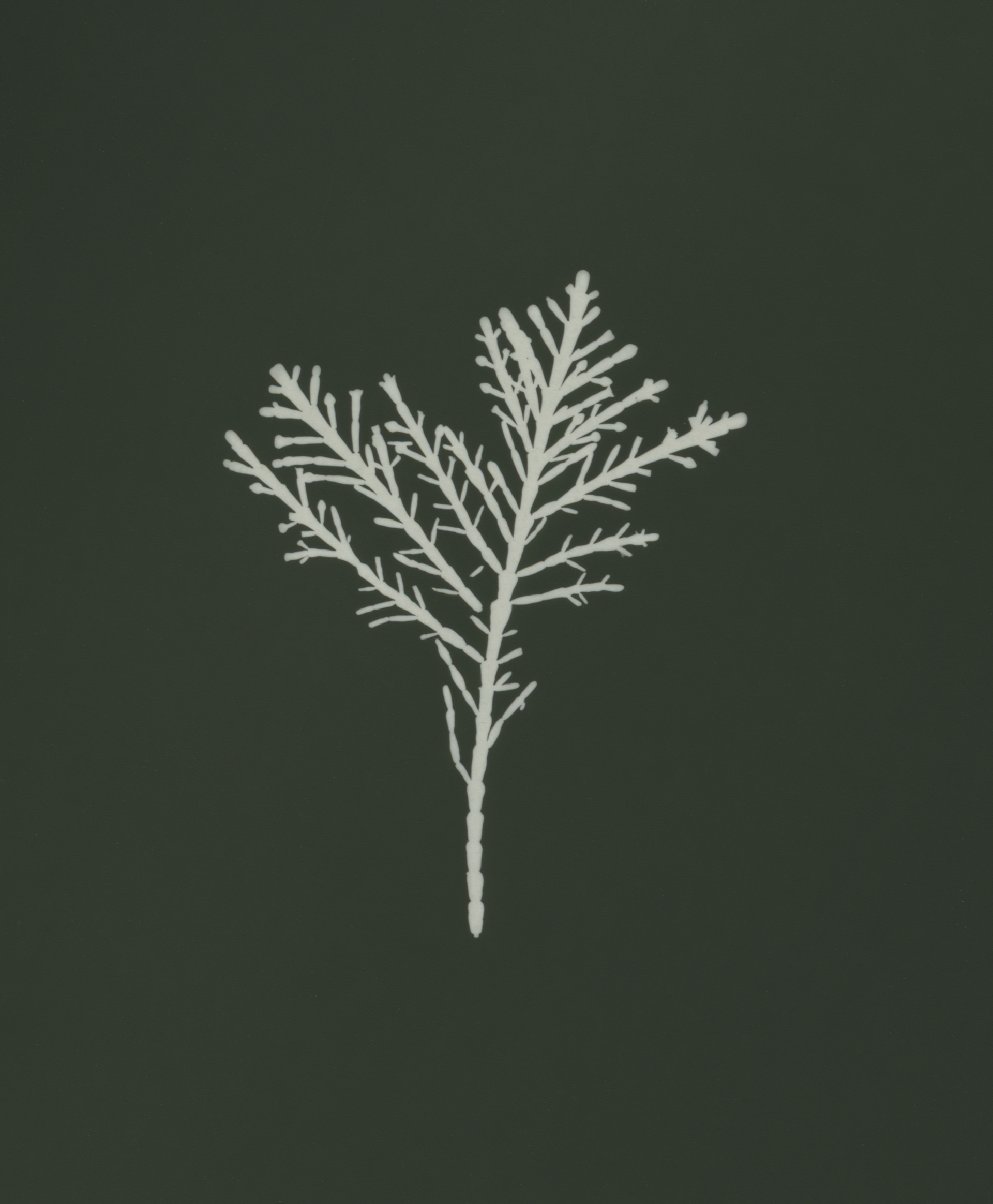 Coral weed (Corallina officinalis) - Spiritually, seaweed was used to ward off evil spirits, conjure the wind and sea gods, and assist in birthing ceremonies.