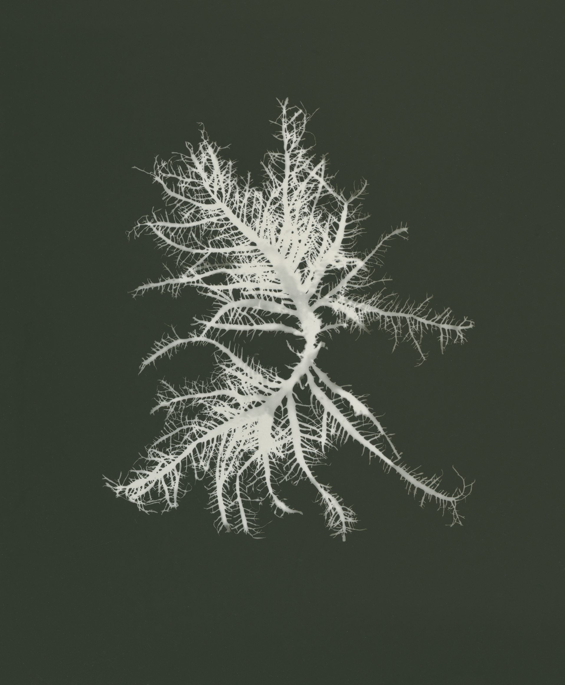 Straggle weed (Gelidium) - In Tintagel, there is evidence of seaweed ash in medieval dwellings. It is assumed that it was used as ‘black salt’, which can be used to cure cheese and meat.